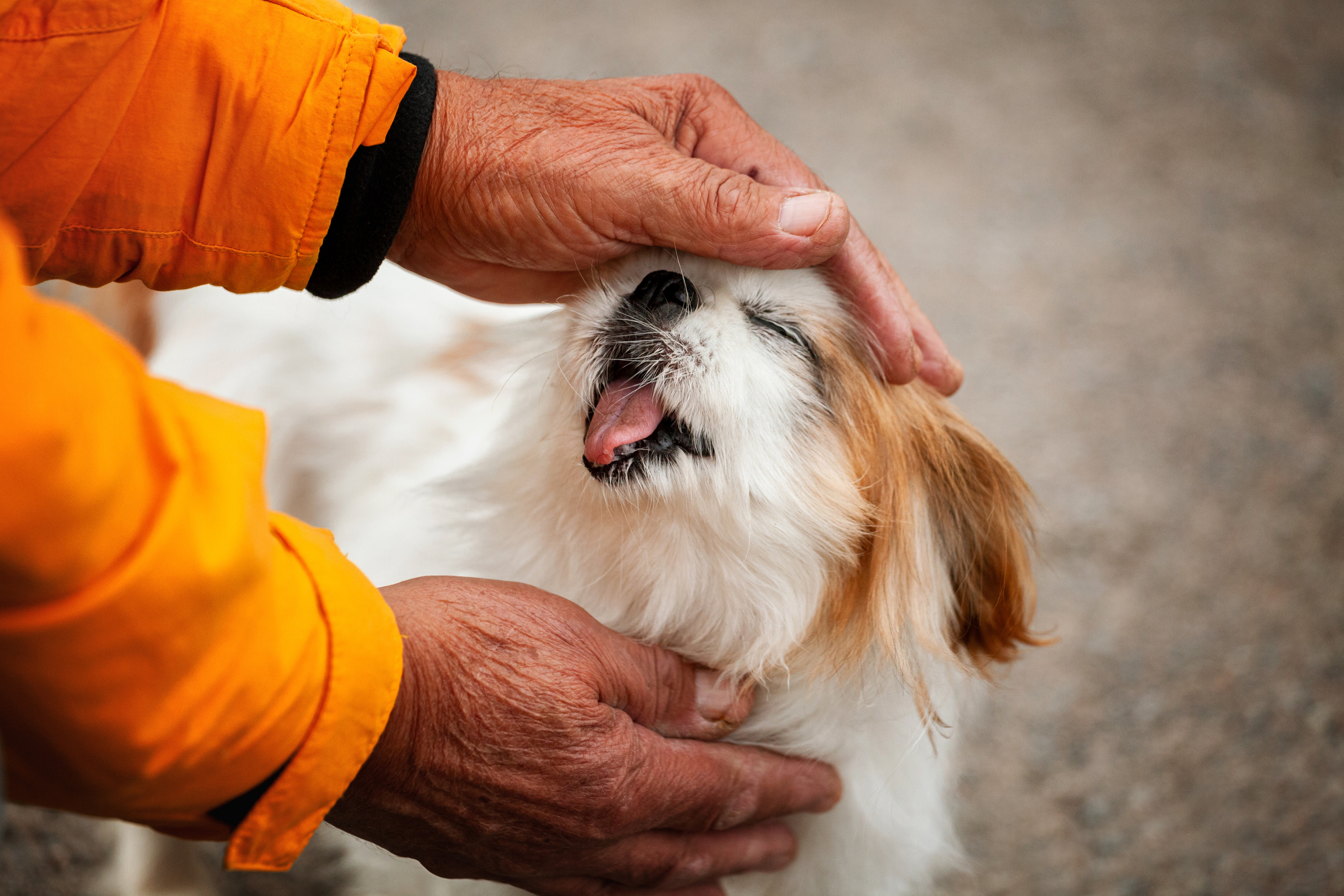 Лукас и Бусинка 2022. Фотограф-анималист Татьяна Степанова