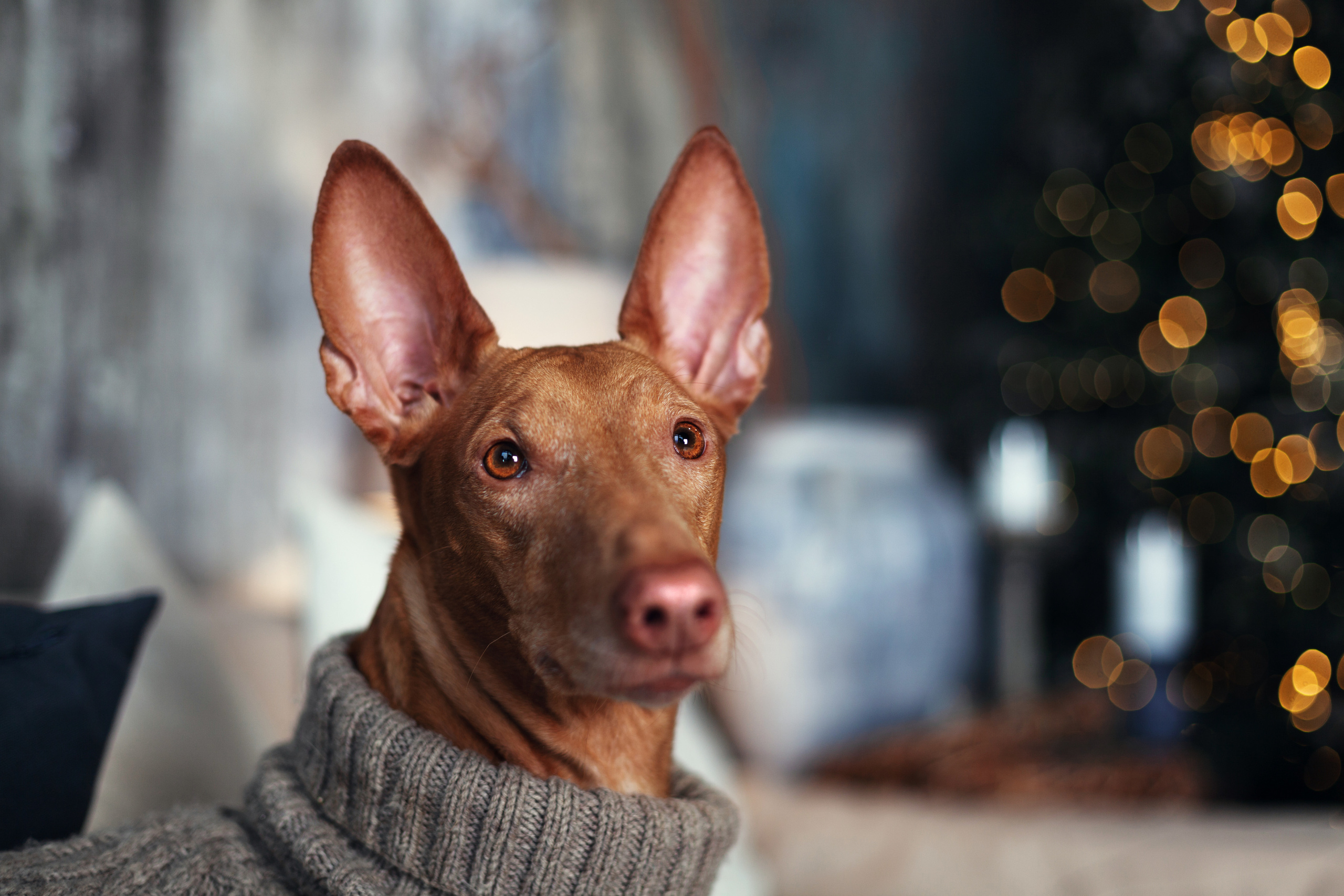 Юля и Мэри. Фотограф-анималист Татьяна Степанова