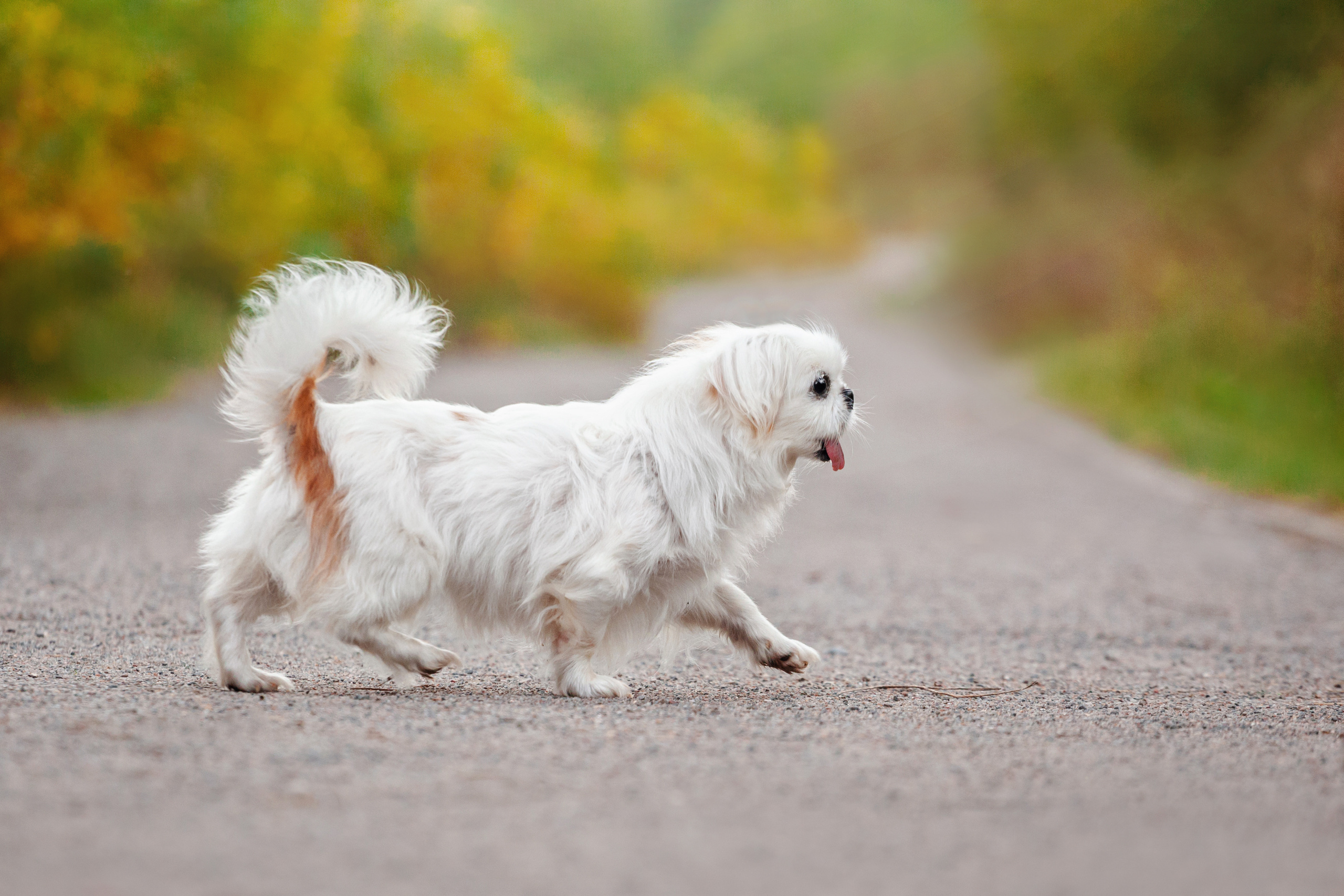 Лукас и Бусинка 2022. Фотограф-анималист Татьяна Степанова
