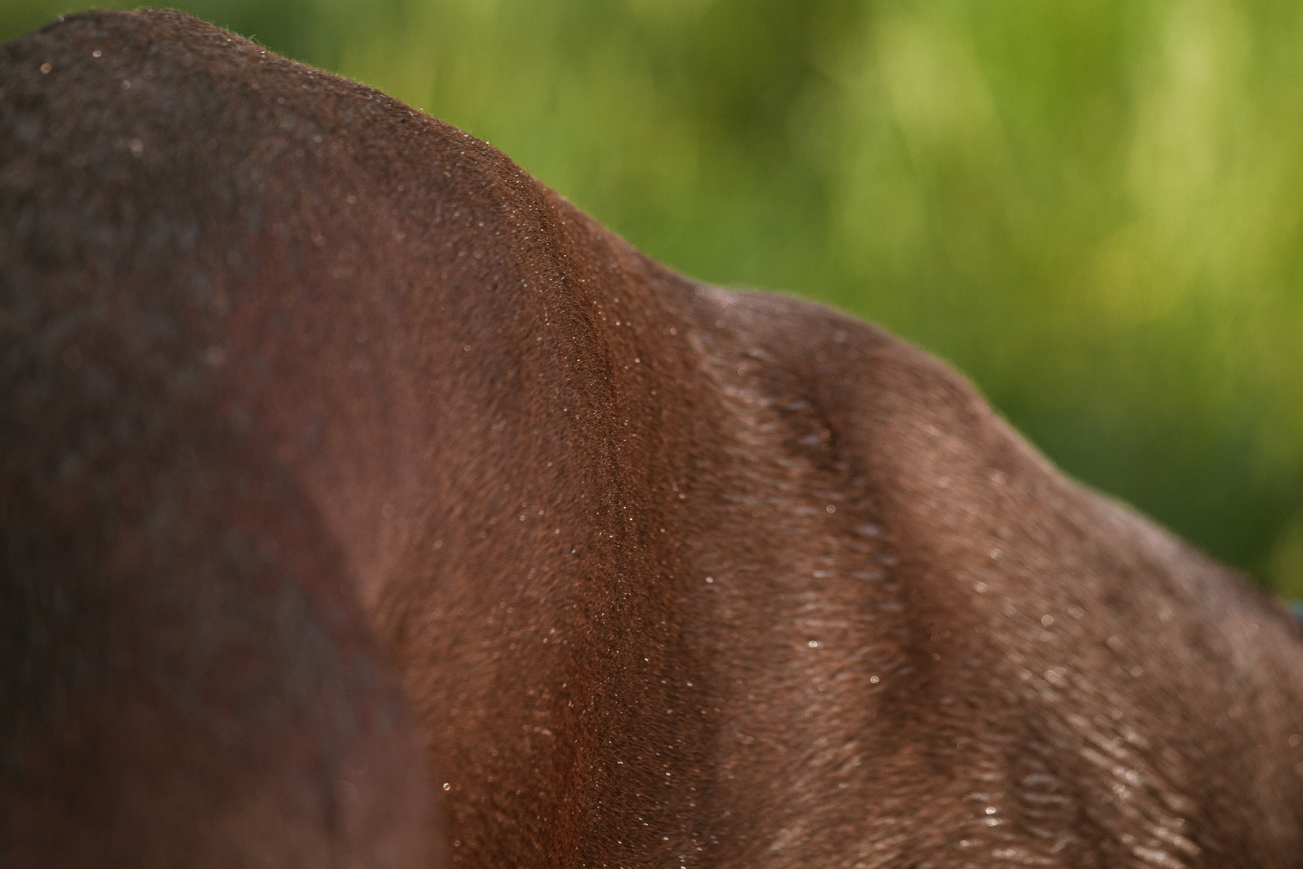 Рассветная съемка в ПКИО Северное Тушино. Фотограф-анималист Татьяна Степанова