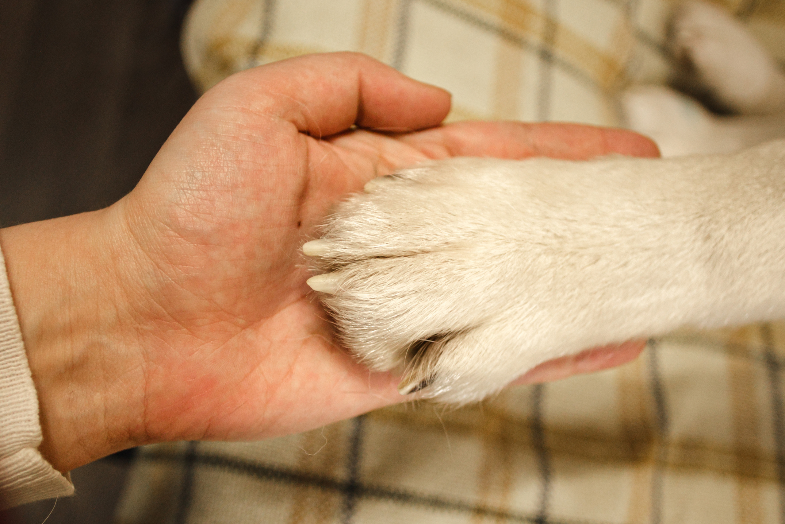 Киба и Аки. Фотограф-анималист Татьяна Степанова