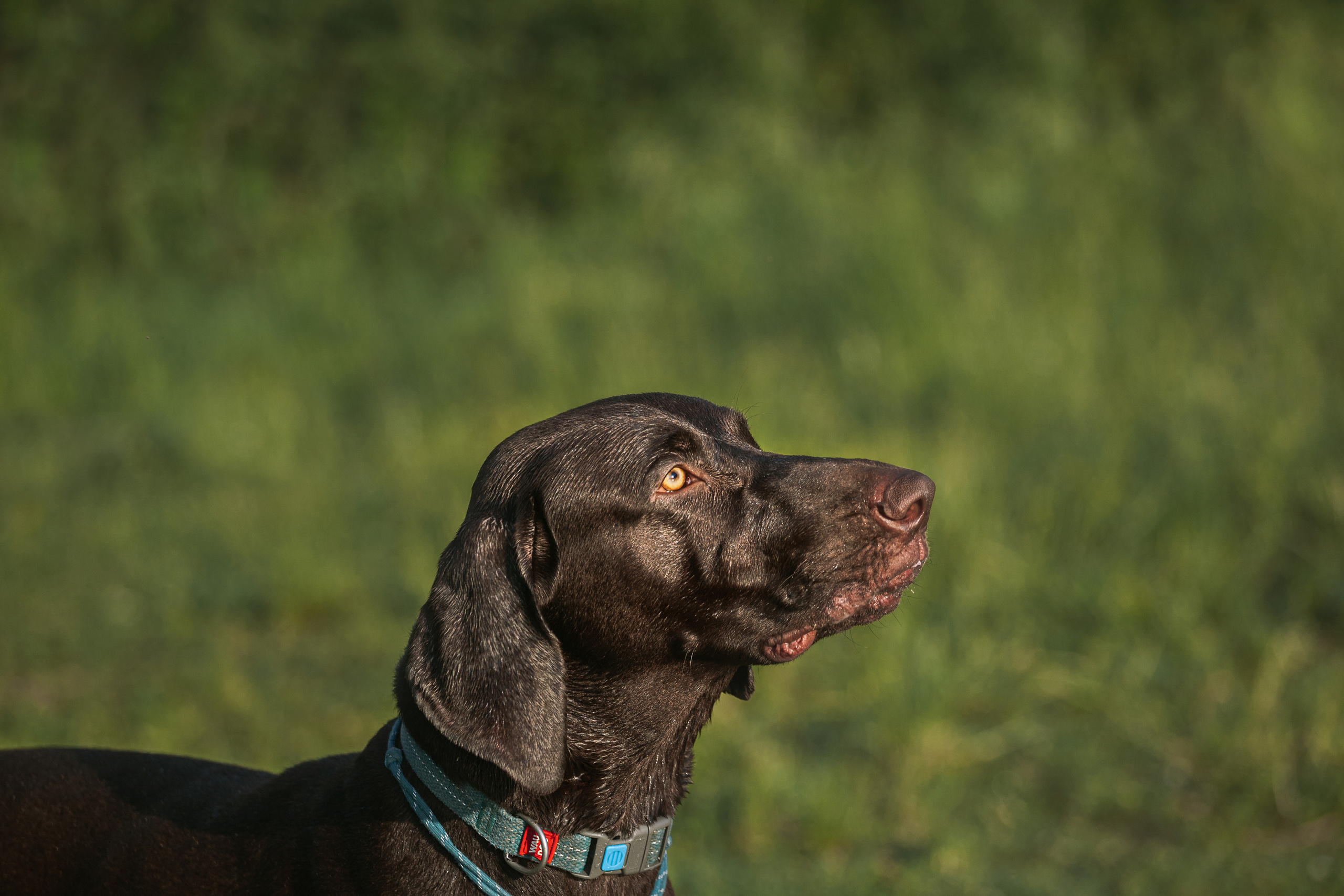 Рассветная съемка в ПКИО Северное Тушино. Фотограф-анималист Татьяна Степанова