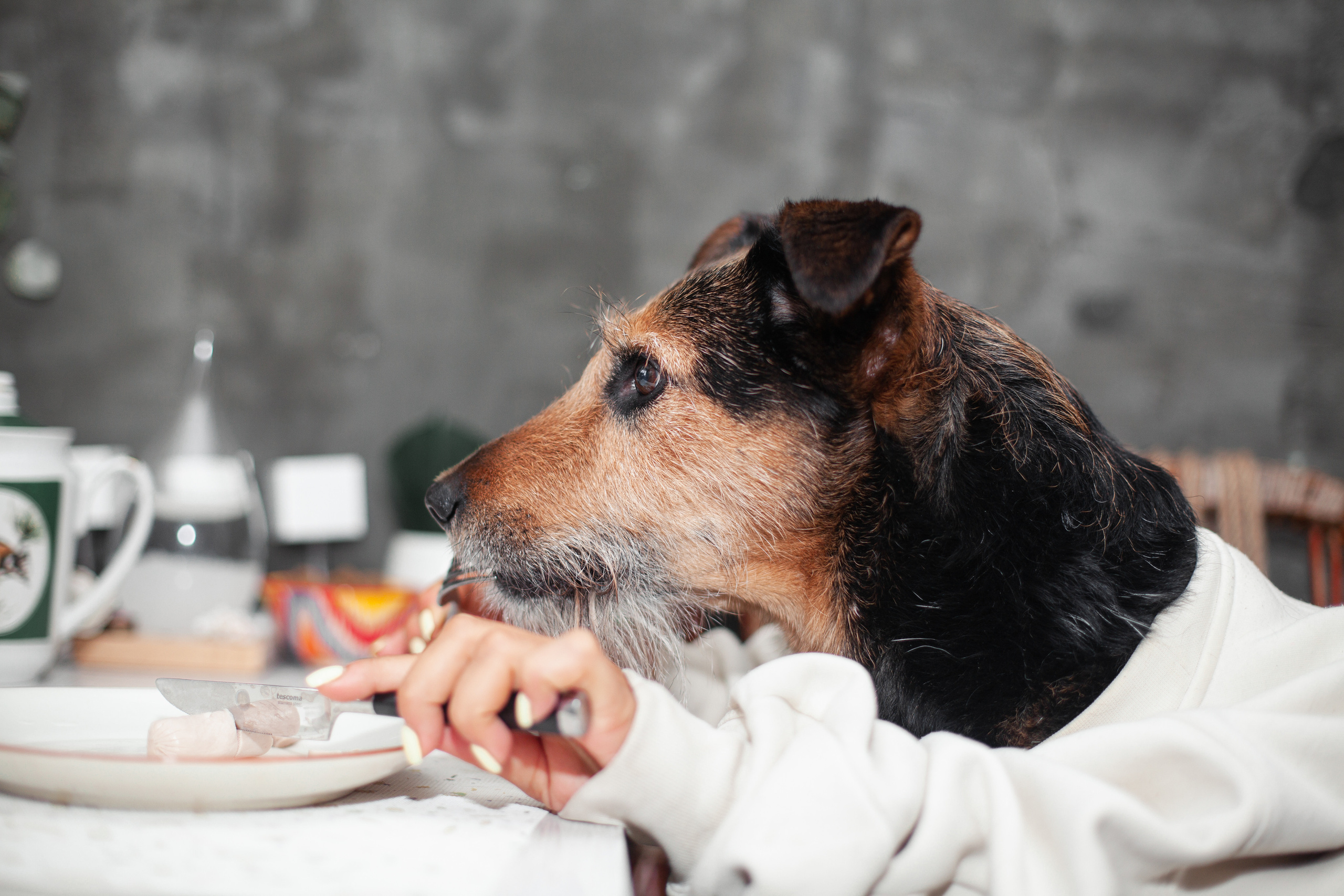 Лиза и Бренда. Фотограф-анималист Татьяна Степанова