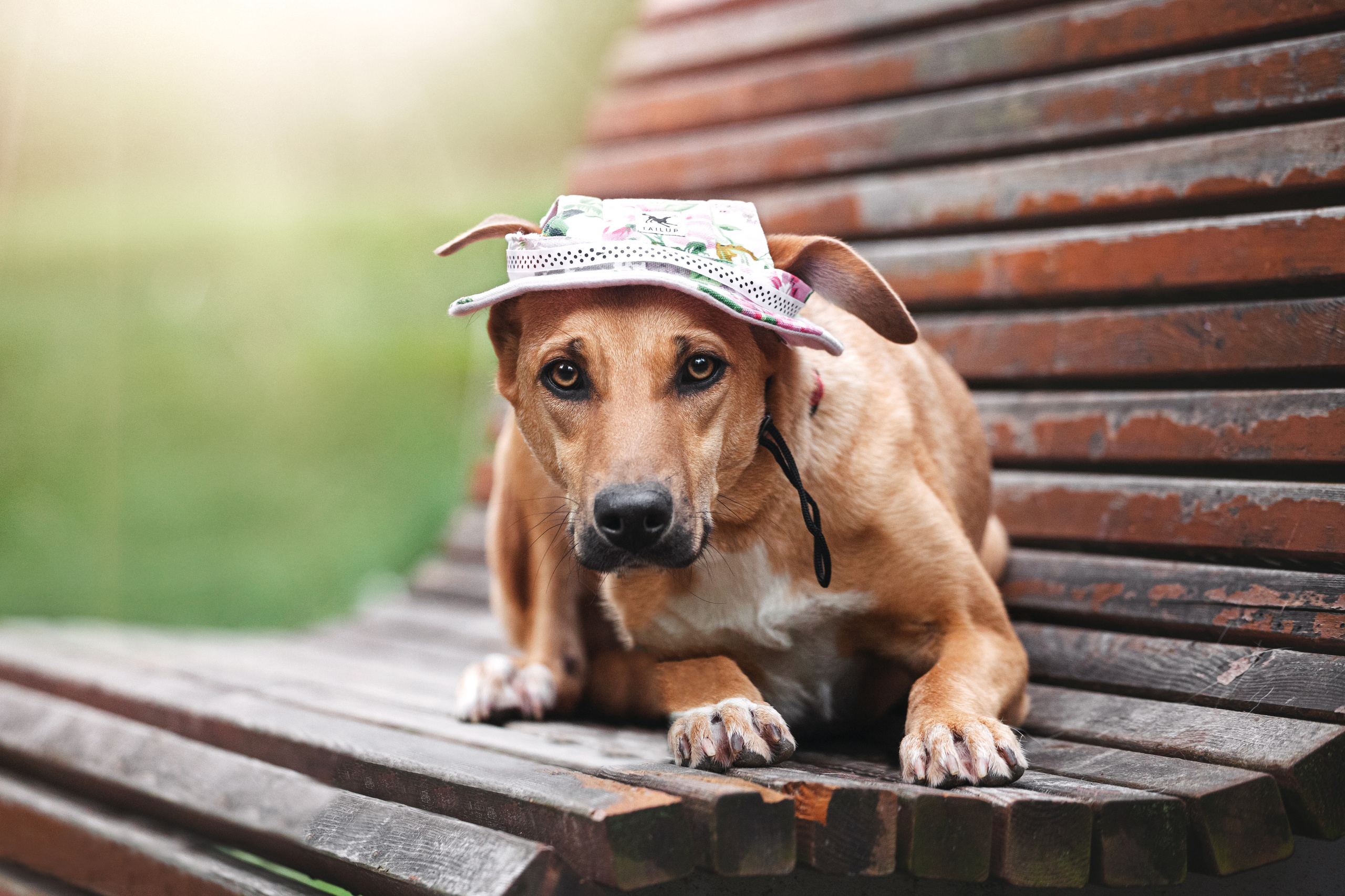 Съемка 3 собак в цветении 2023. Фотограф-анималист Татьяна Степанова