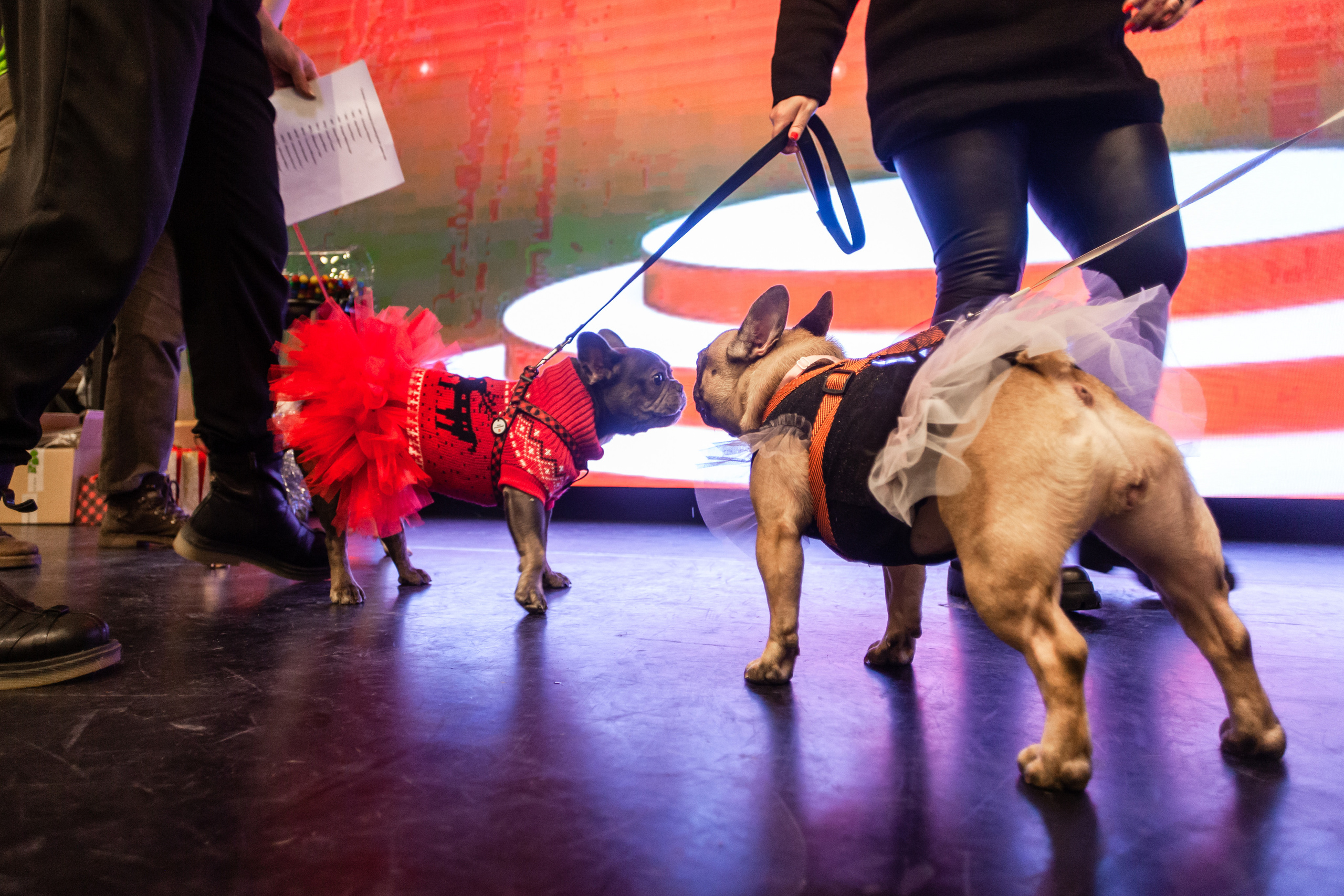 Бульелка 2022. Фотограф-анималист Татьяна Степанова