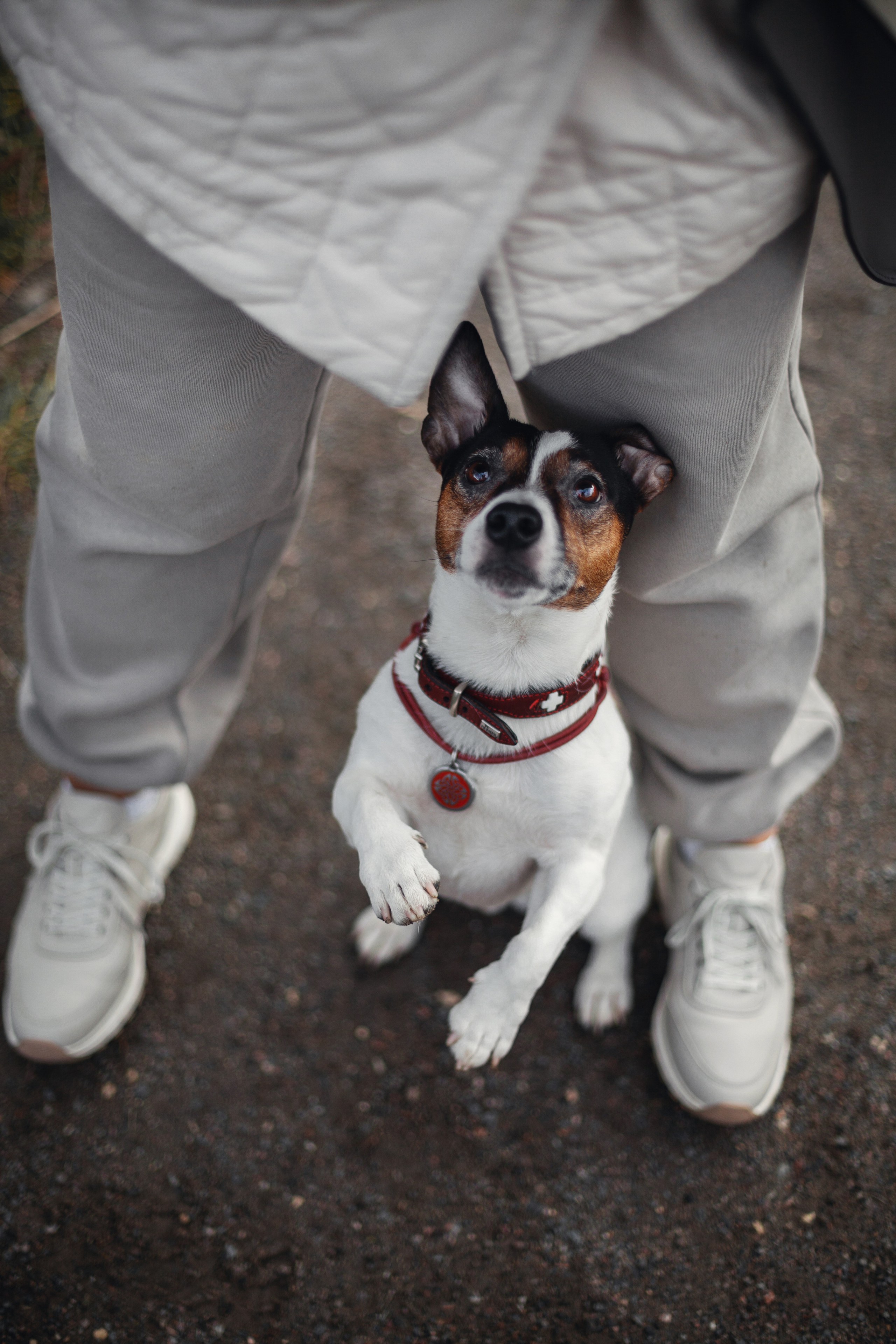 Женя, Скай и Арти в ПКИО Северное Тушино. Фотограф-анималист Татьяна Степанова