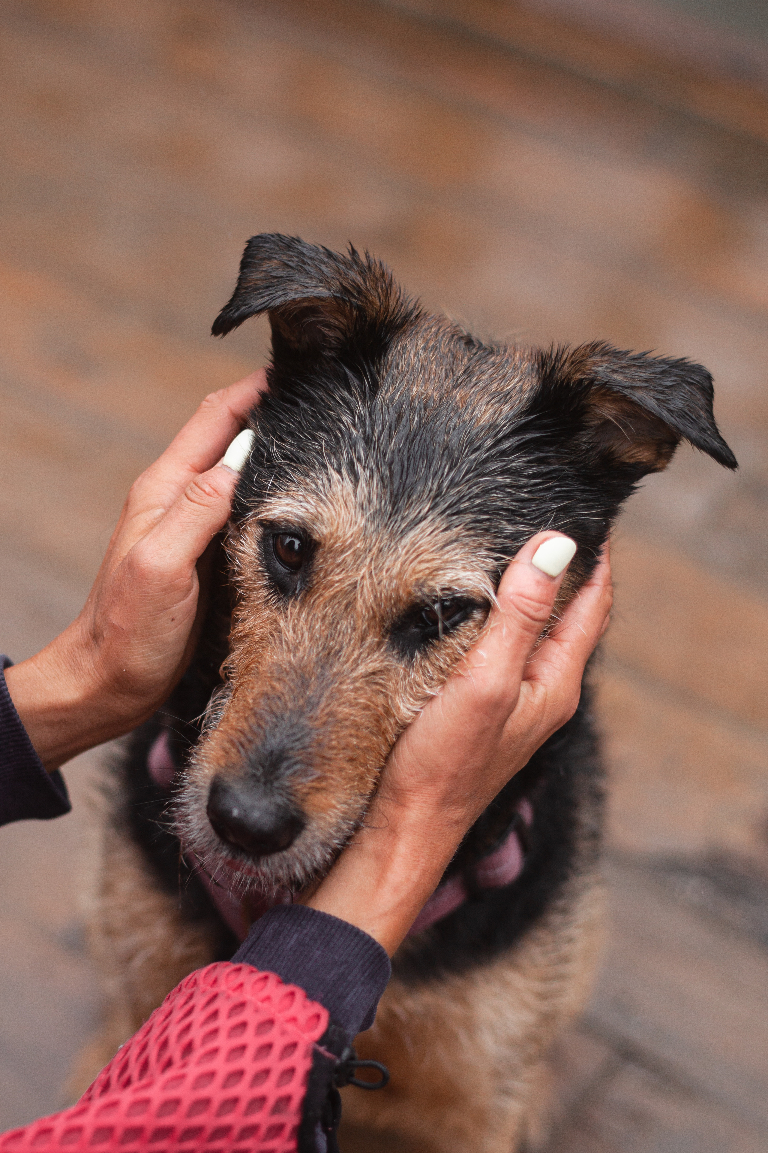 Лиза и Бренда. Фотограф-анималист Татьяна Степанова