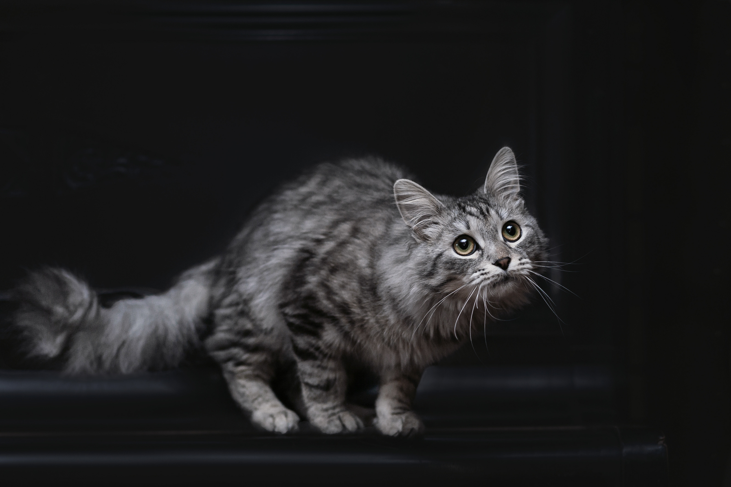 Космос 2023. Фотограф-анималист Татьяна Степанова