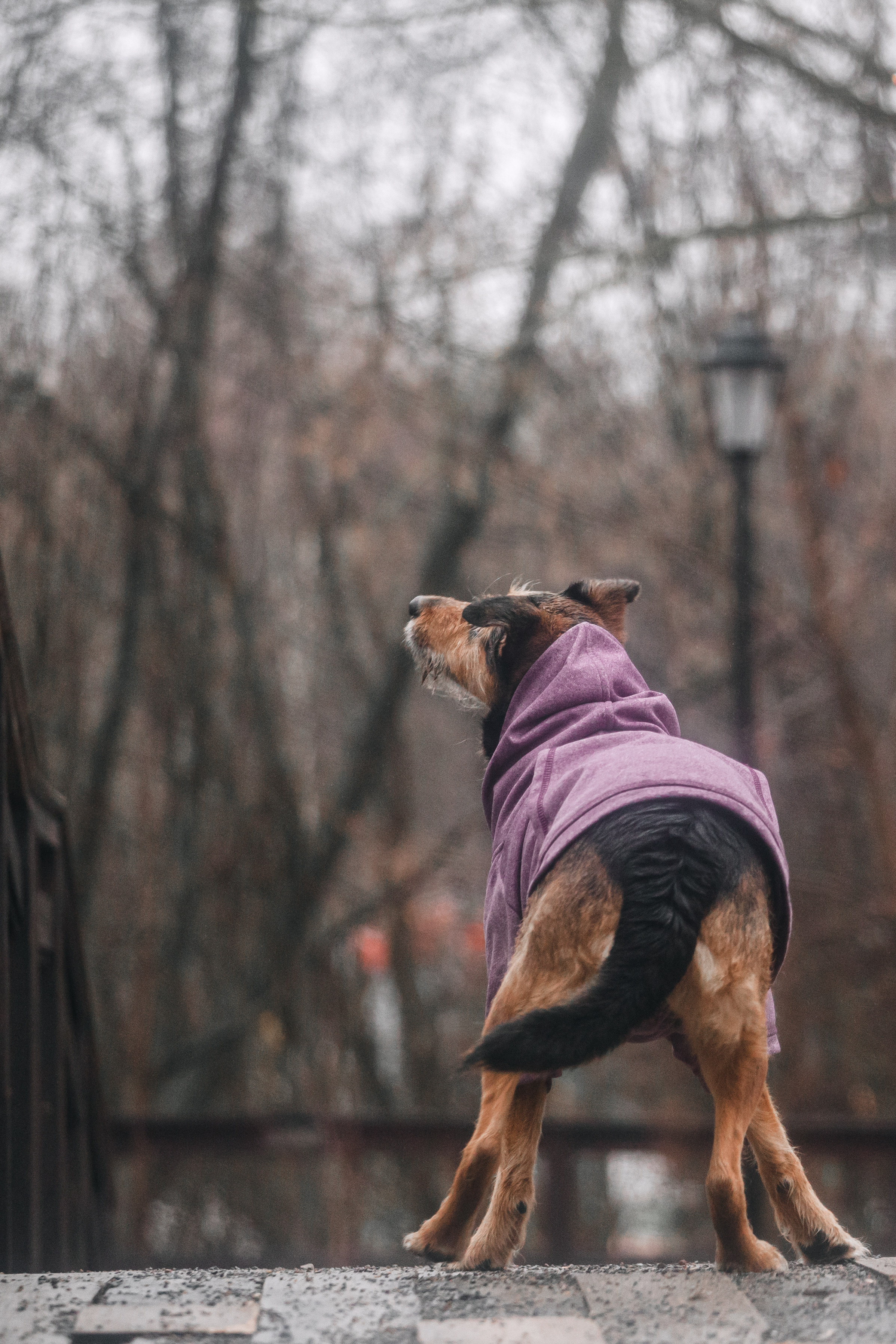 Лиза и Бренда. Фотограф-анималист Татьяна Степанова