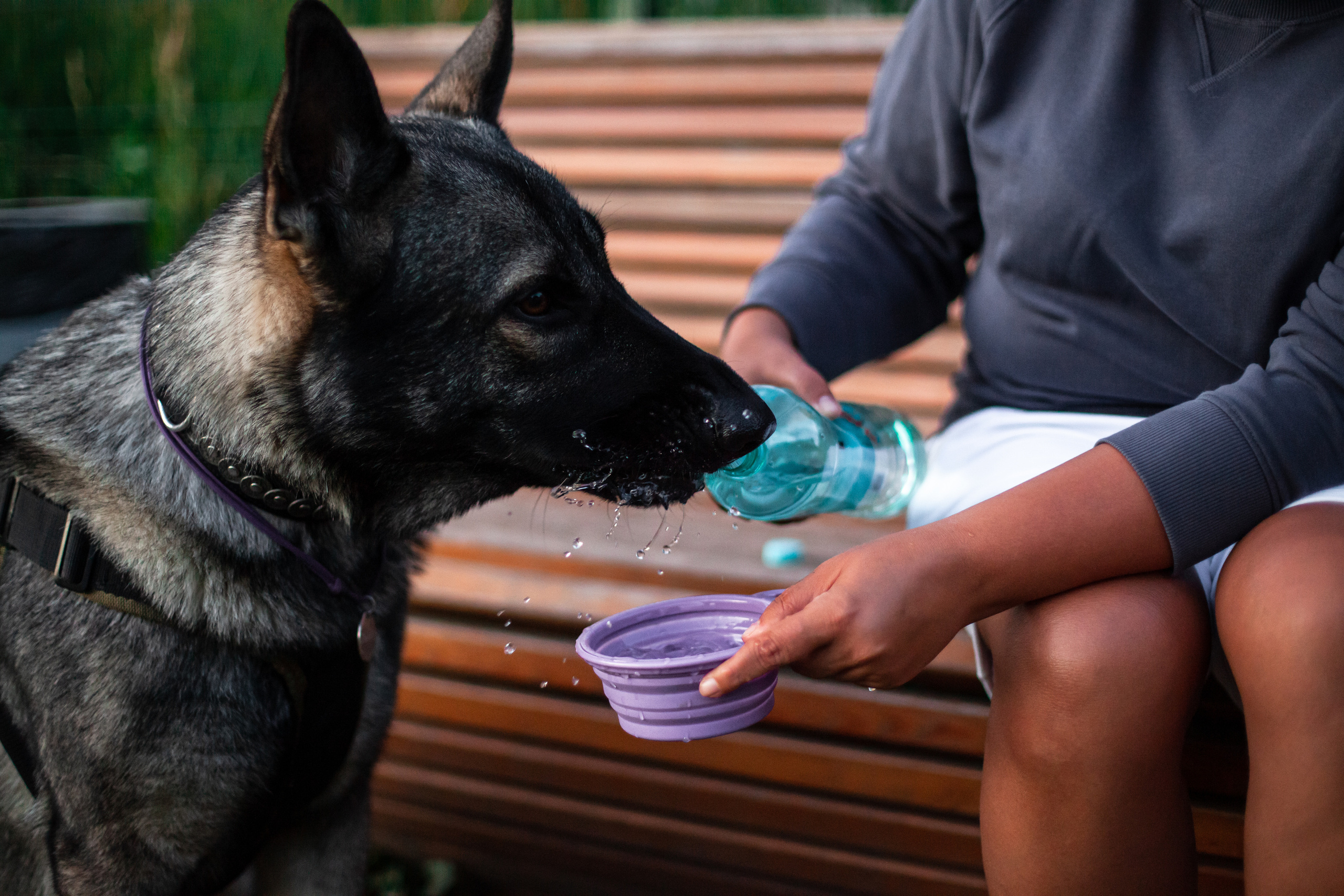 Занятие ЗКС+Выборка 2022. Фотограф-анималист Татьяна Степанова