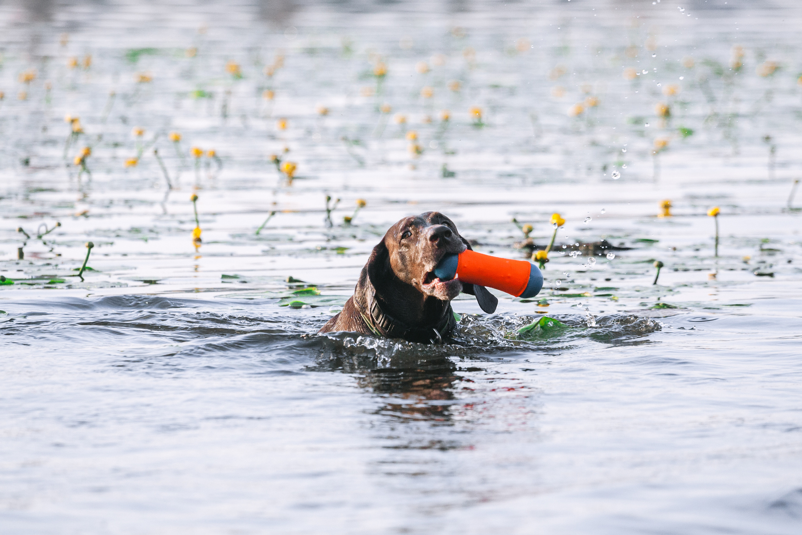 Рассветная съемка в ПКИО Северное Тушино. Фотограф-анималист Татьяна Степанова