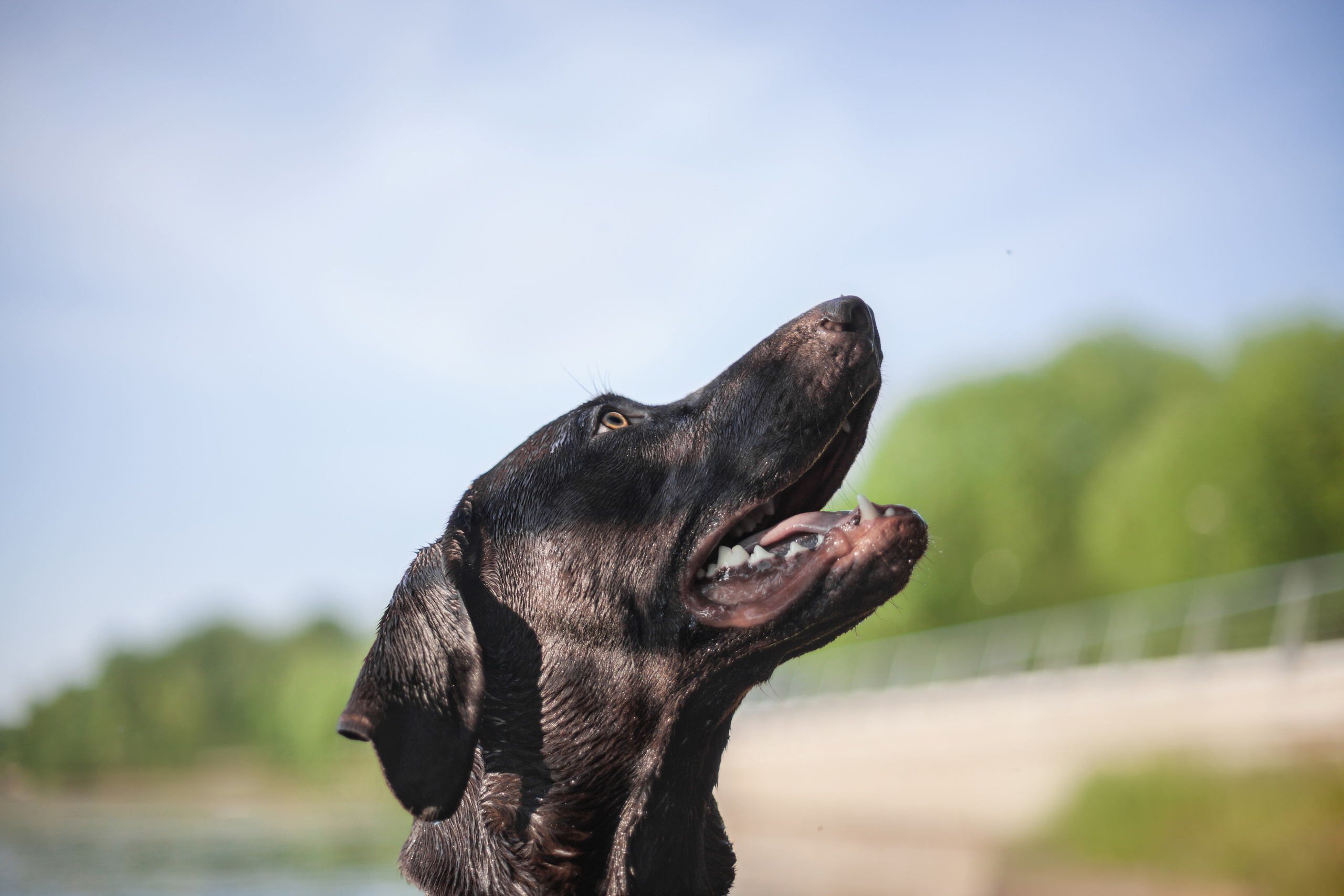 Рассветная съемка в ПКИО Северное Тушино. Фотограф-анималист Татьяна Степанова