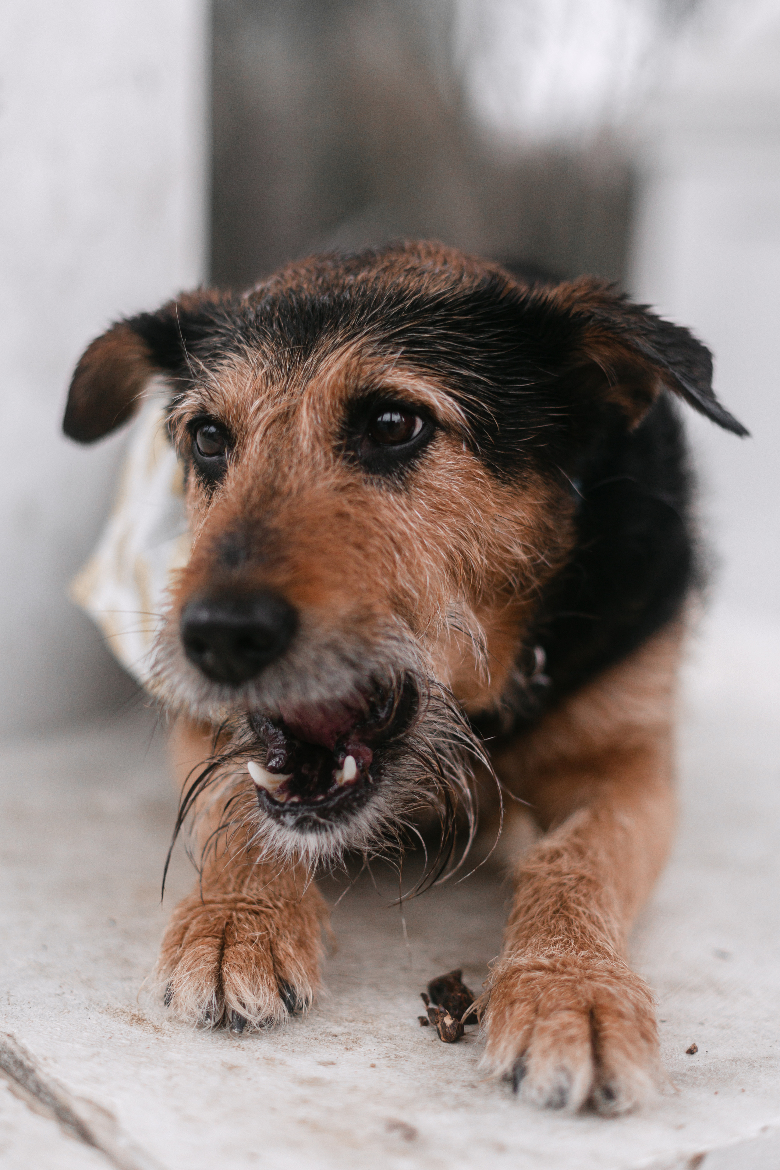 Лиза и Бренда. Фотограф-анималист Татьяна Степанова