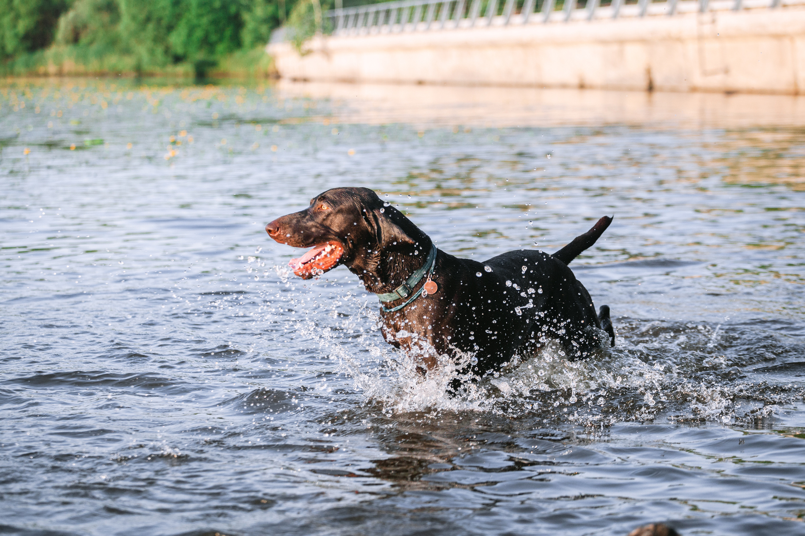 Рассветная съемка в ПКИО Северное Тушино. Фотограф-анималист Татьяна Степанова