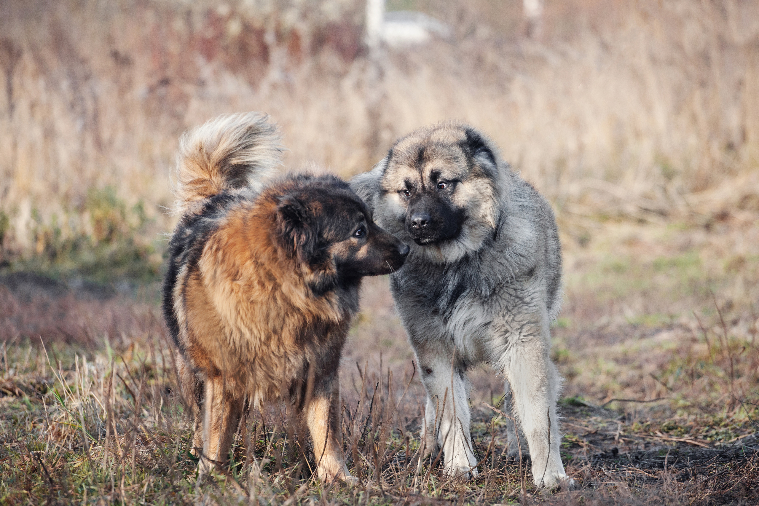 Фонд помощи кавказским овчаркам (Дудусик дог) 2022. Фотограф-анималист Татьяна Степанова