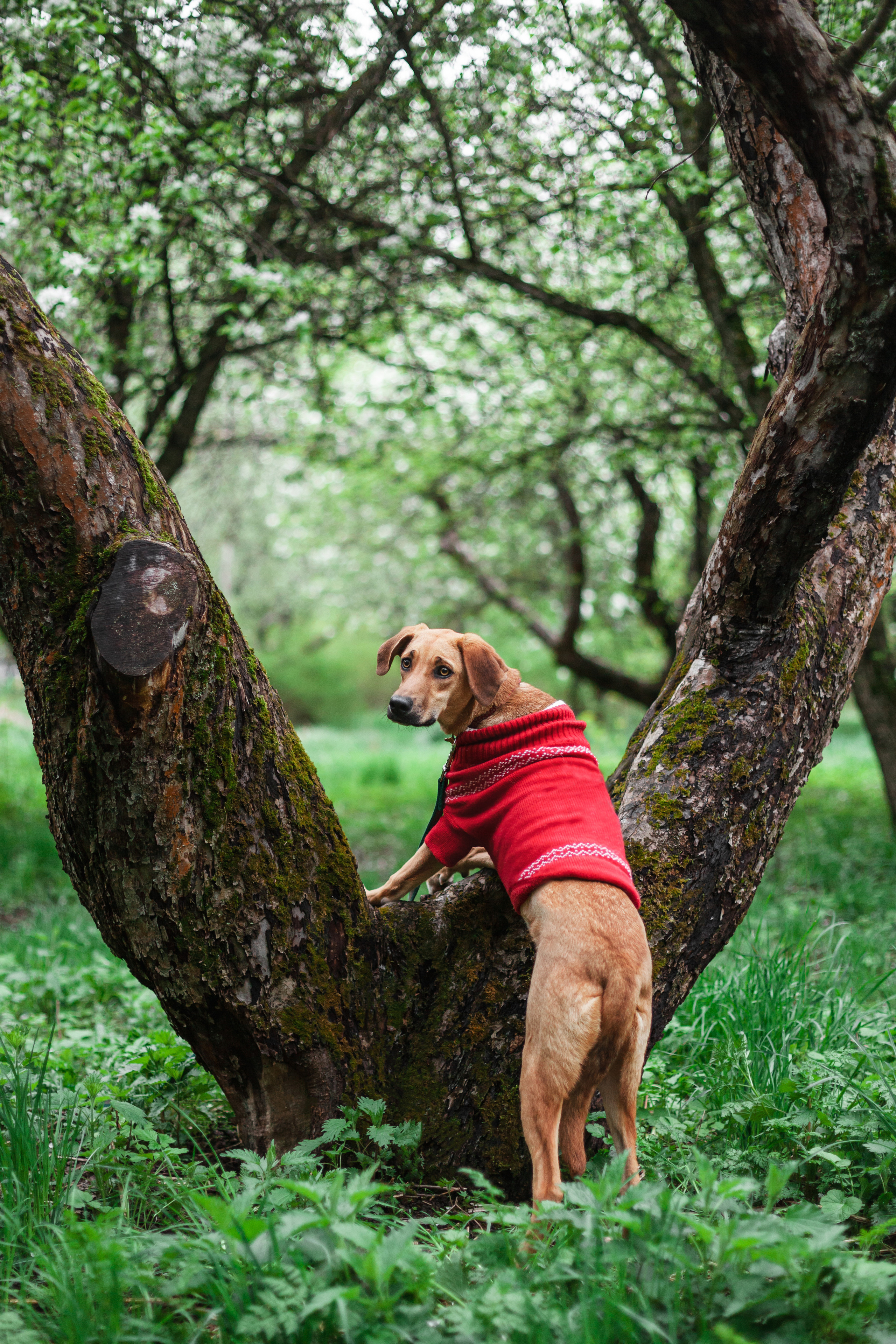 Съемка 3 собак в цветении 2023. Фотограф-анималист Татьяна Степанова