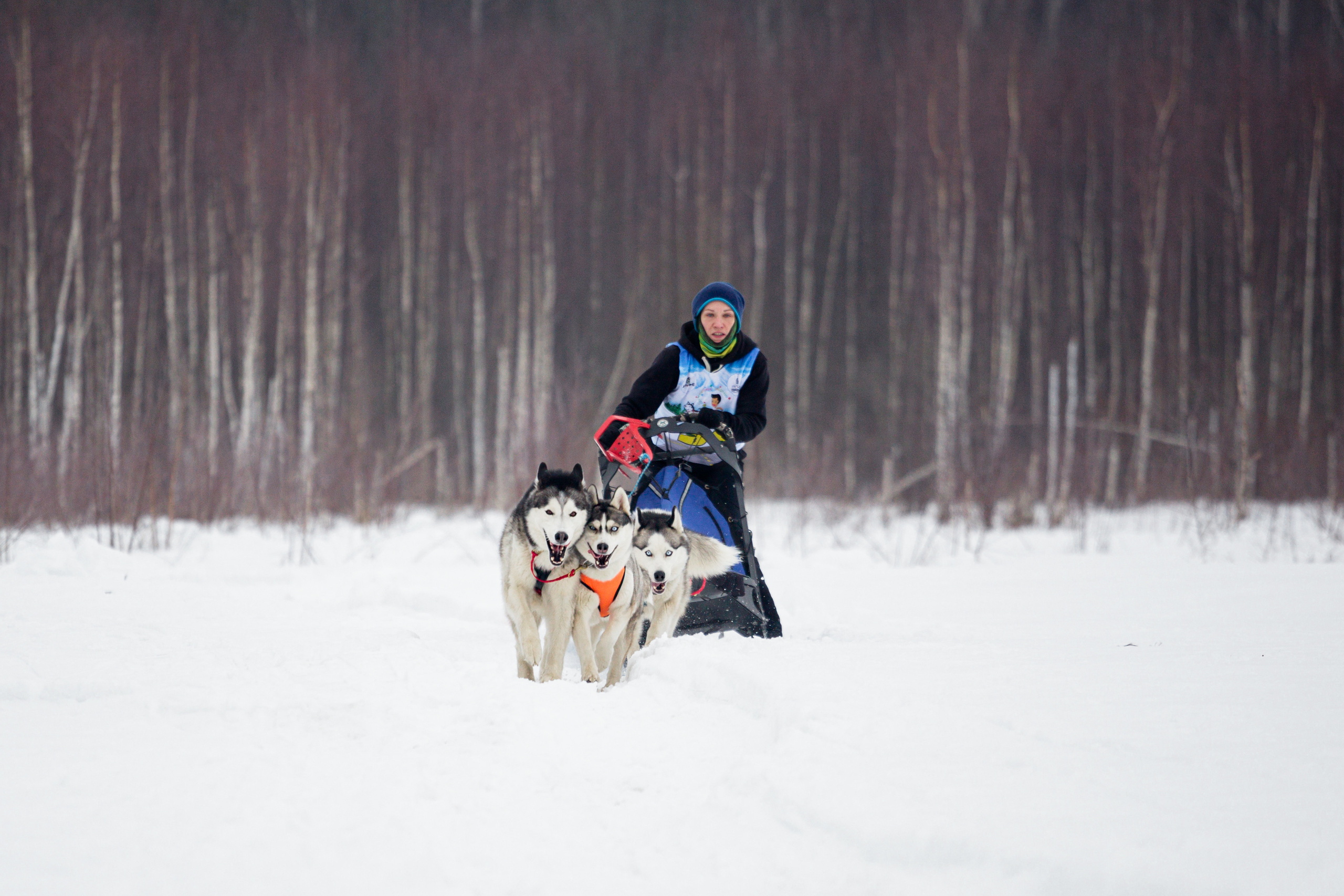 Холодные игры 28 февраля 2022. Фотограф-анималист Татьяна Степанова