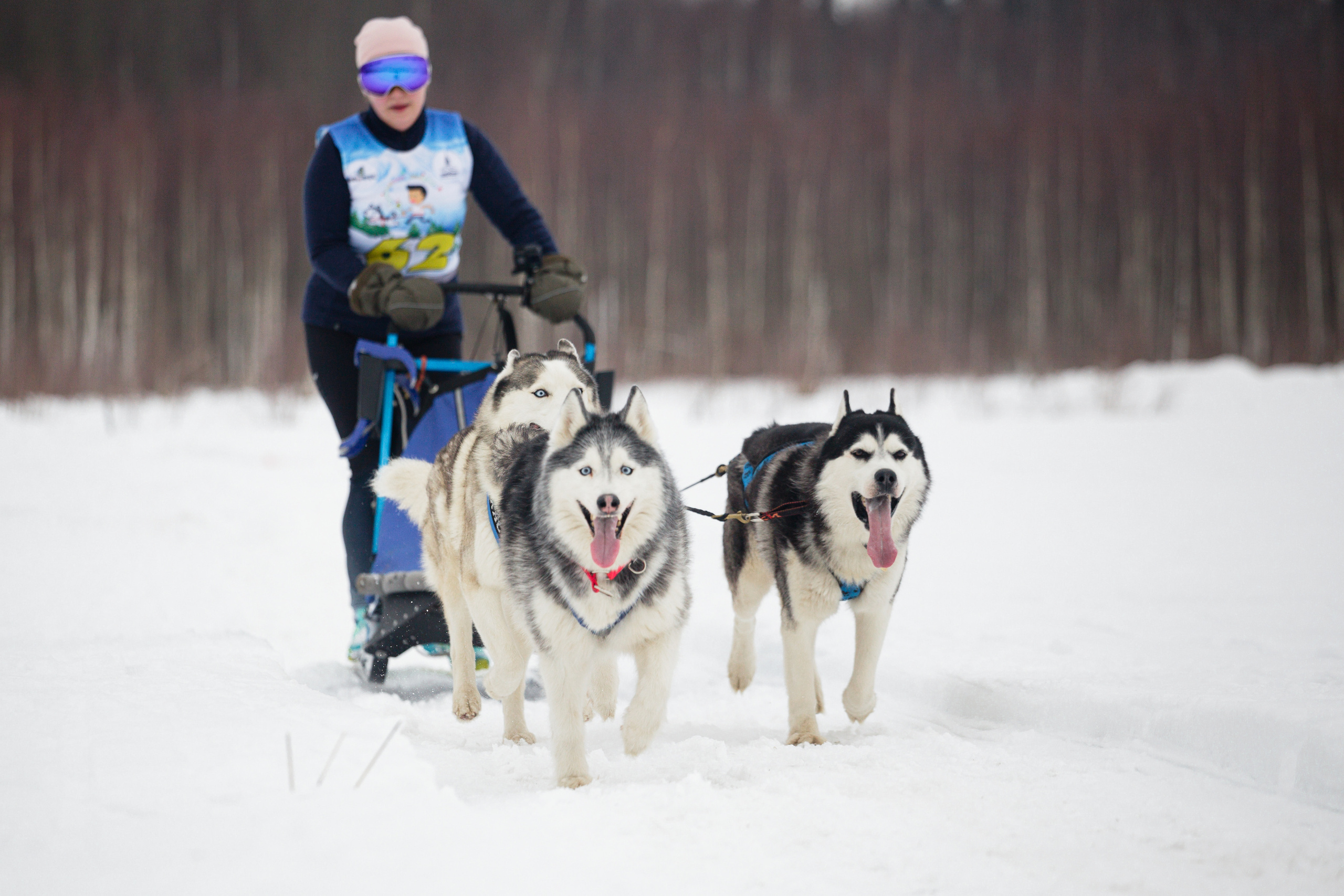 Холодные игры 28 февраля 2022. Фотограф-анималист Татьяна Степанова