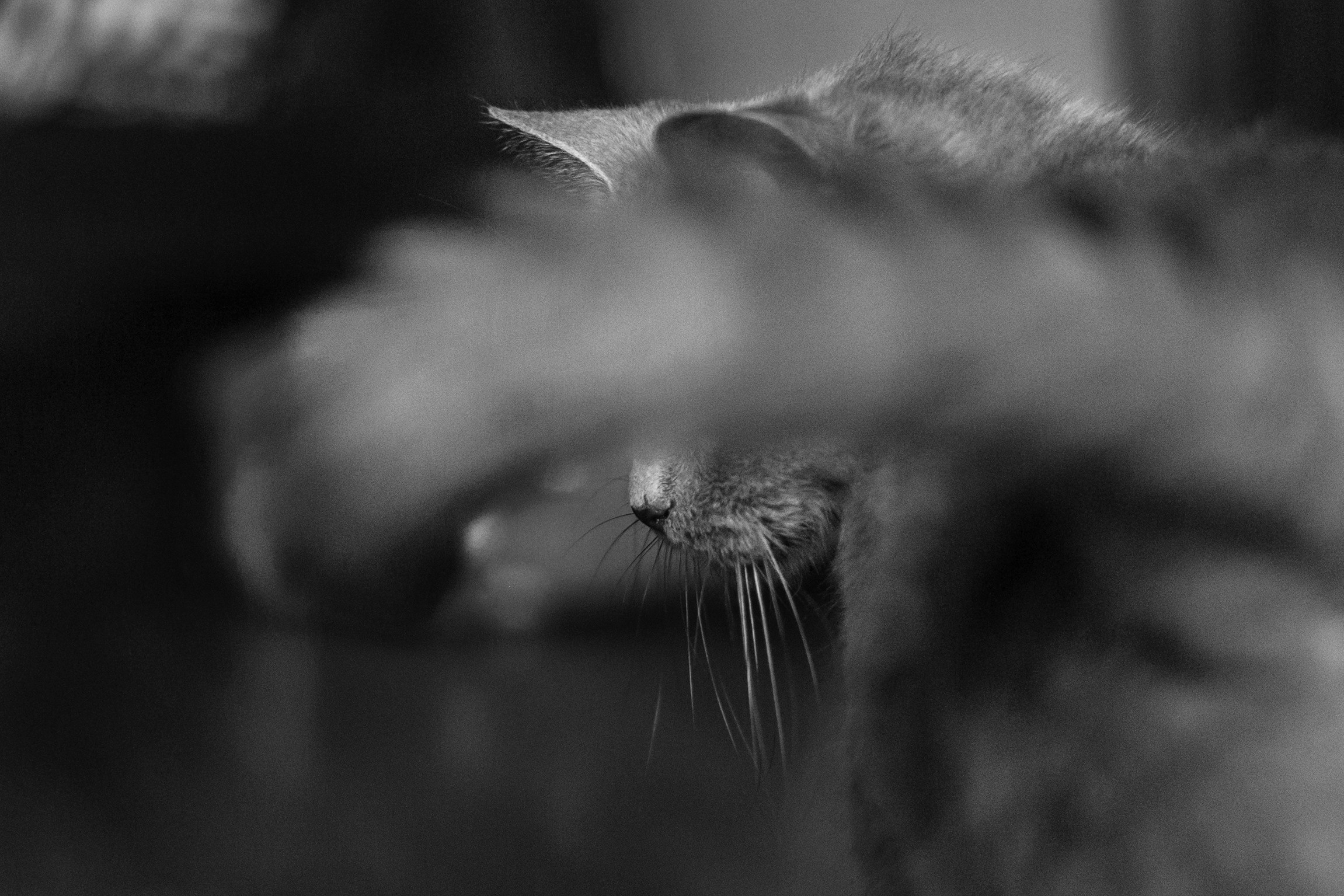 Кристи 2022. Фотограф-анималист Татьяна Степанова