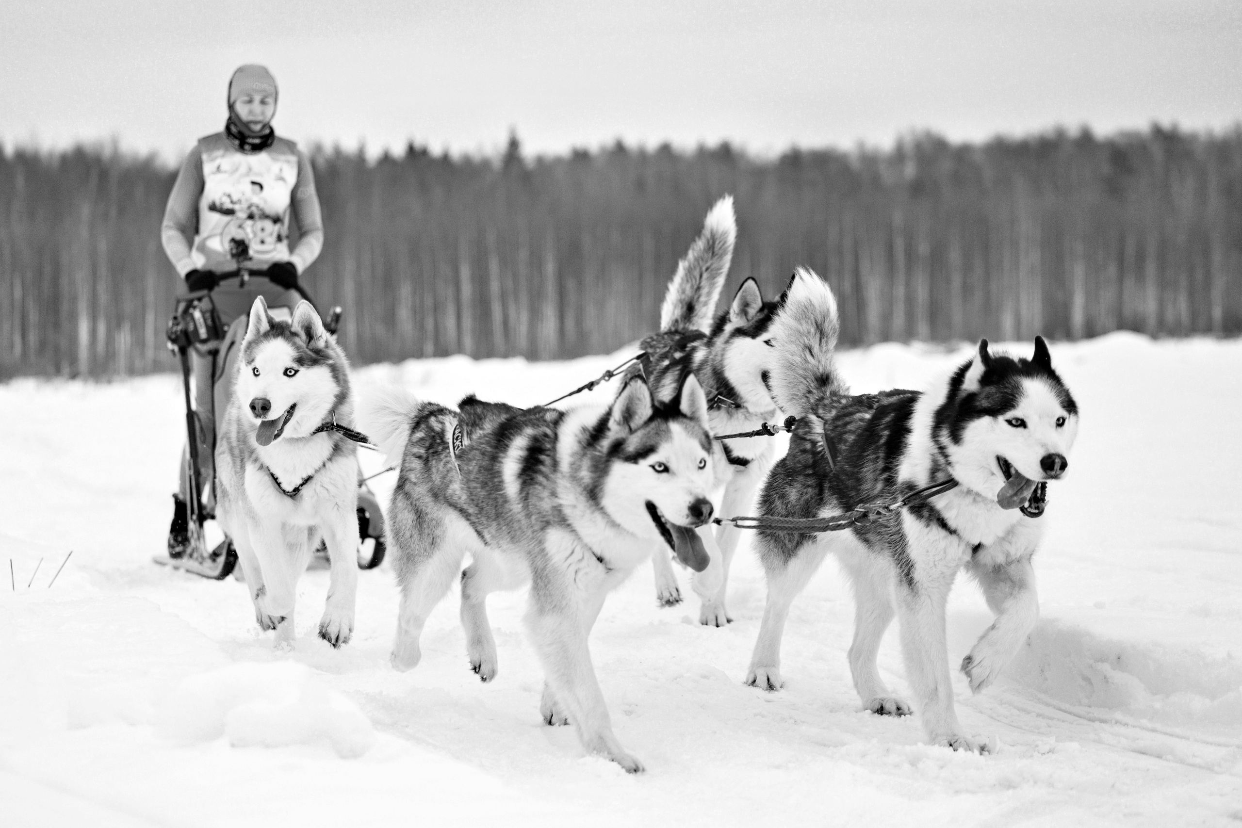 Холодные игры 28 февраля 2022. Фотограф-анималист Татьяна Степанова