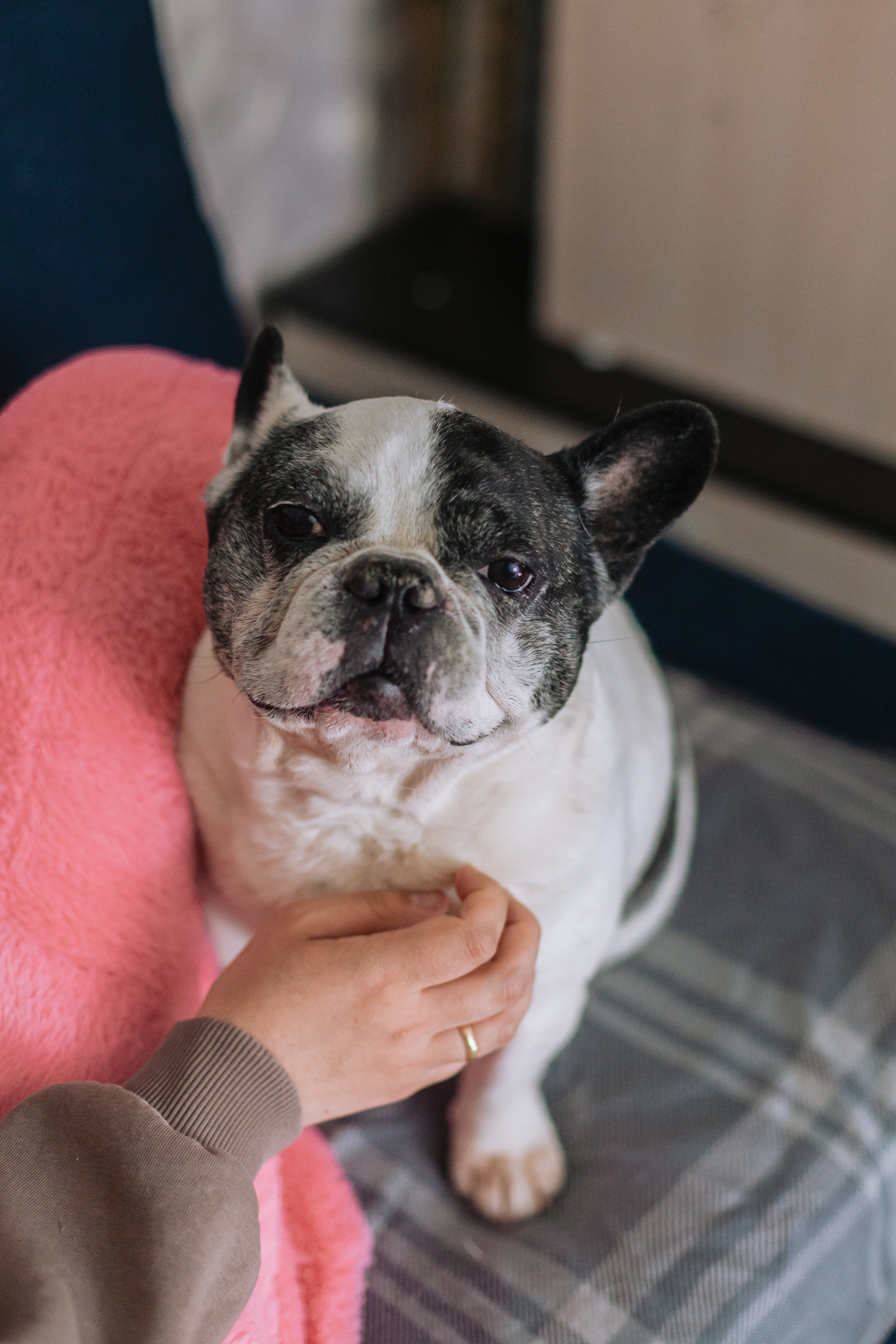 Семейная домашняя фотосессия. Фотограф-анималист Татьяна Степанова