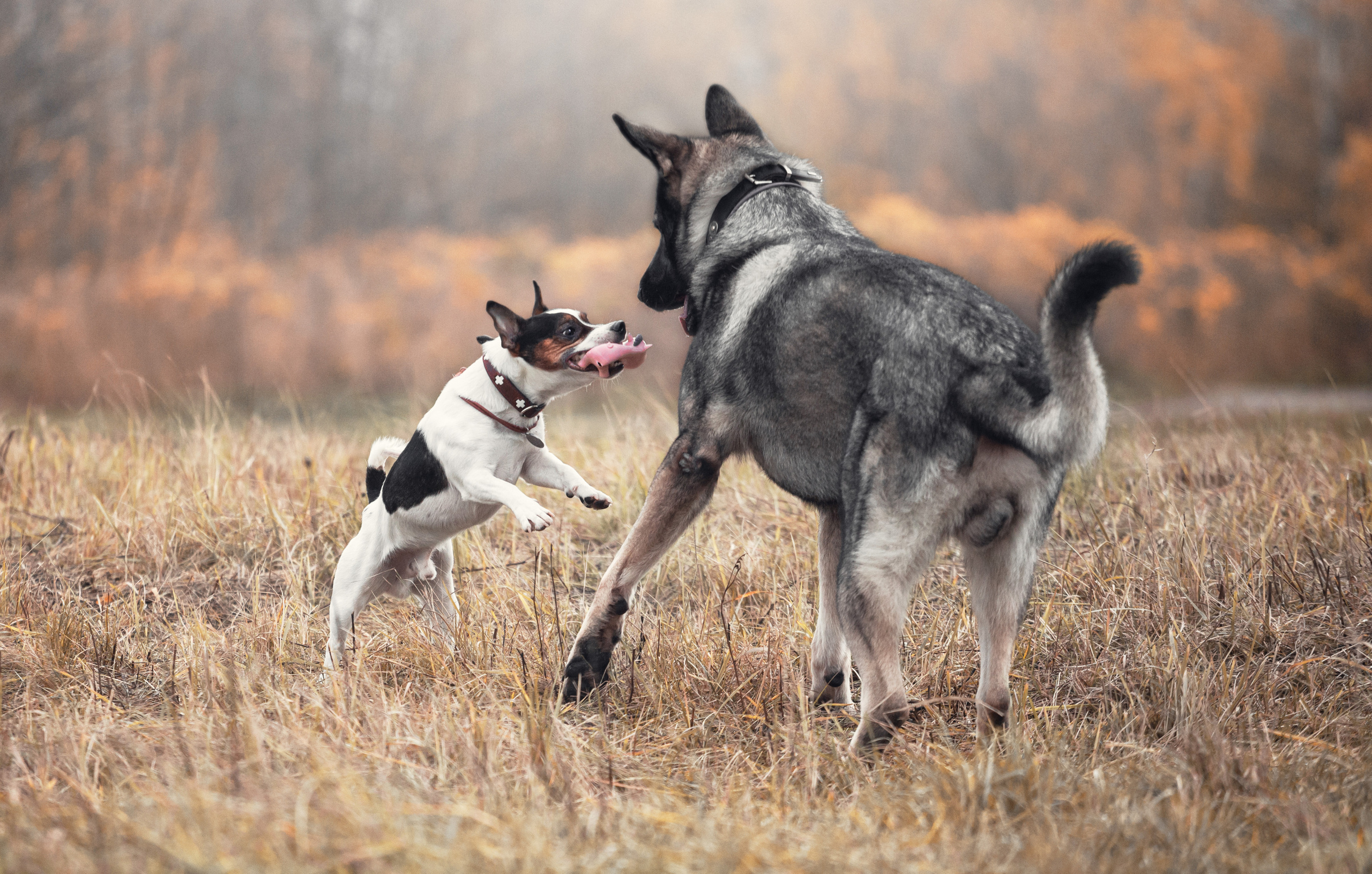 Женя, Скай и Арти в ПКИО Северное Тушино. Фотограф-анималист Татьяна Степанова