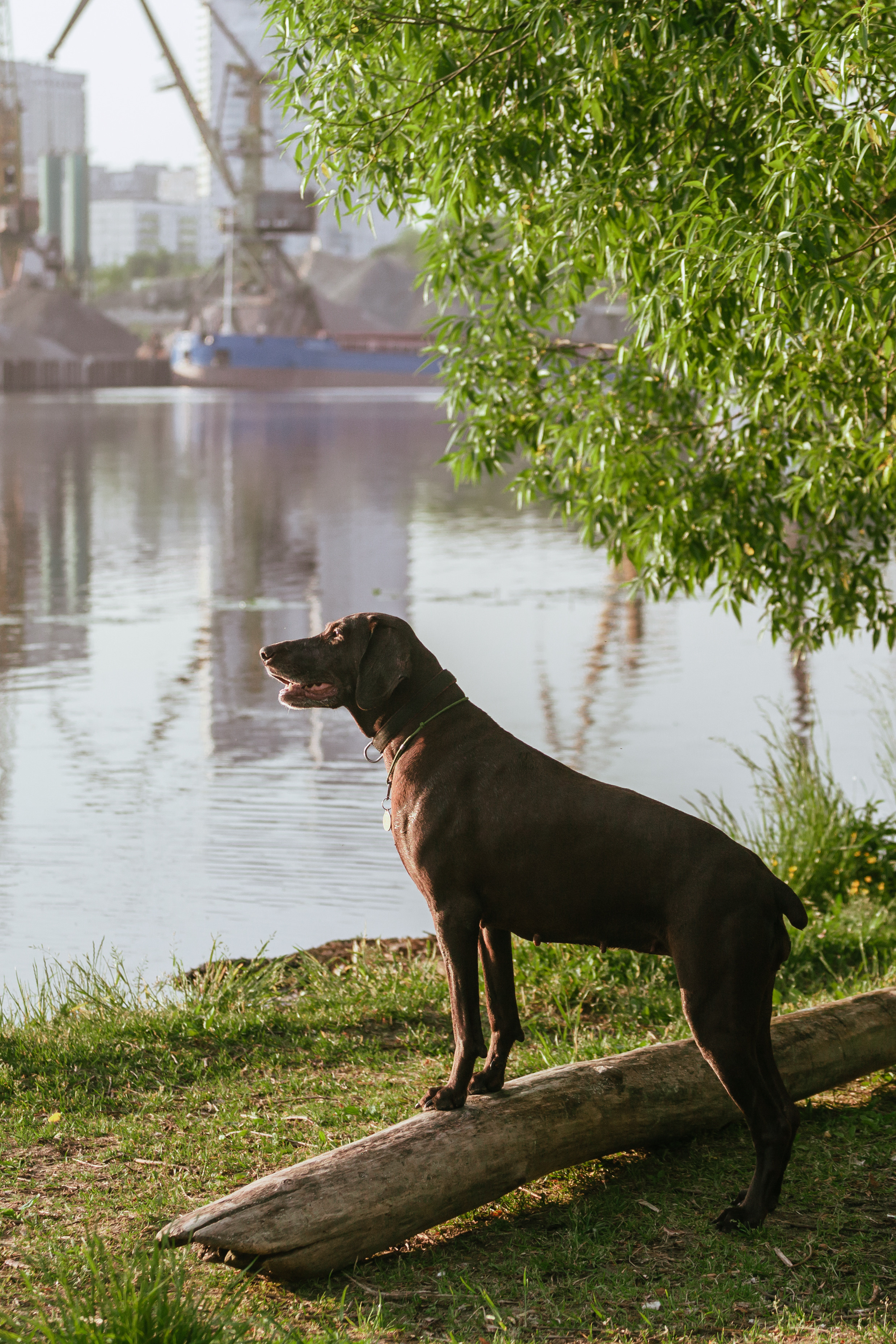 Рассветная съемка в ПКИО Северное Тушино. Фотограф-анималист Татьяна Степанова
