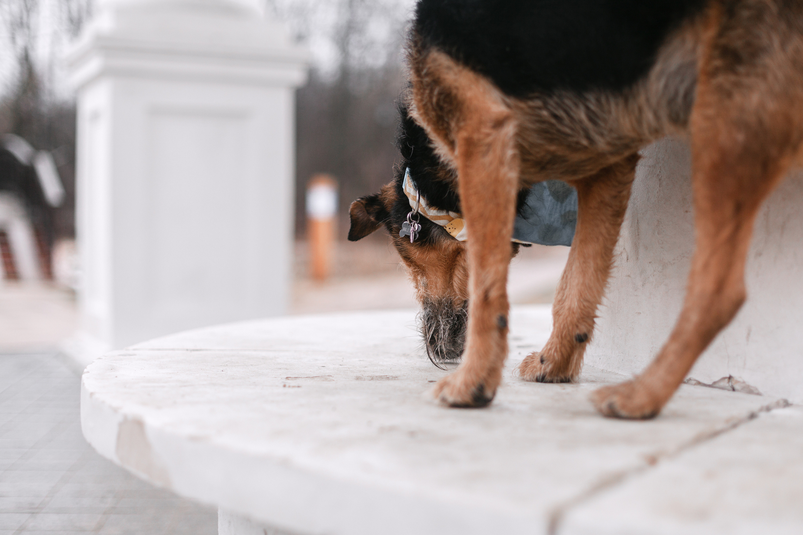Лиза и Бренда. Фотограф-анималист Татьяна Степанова