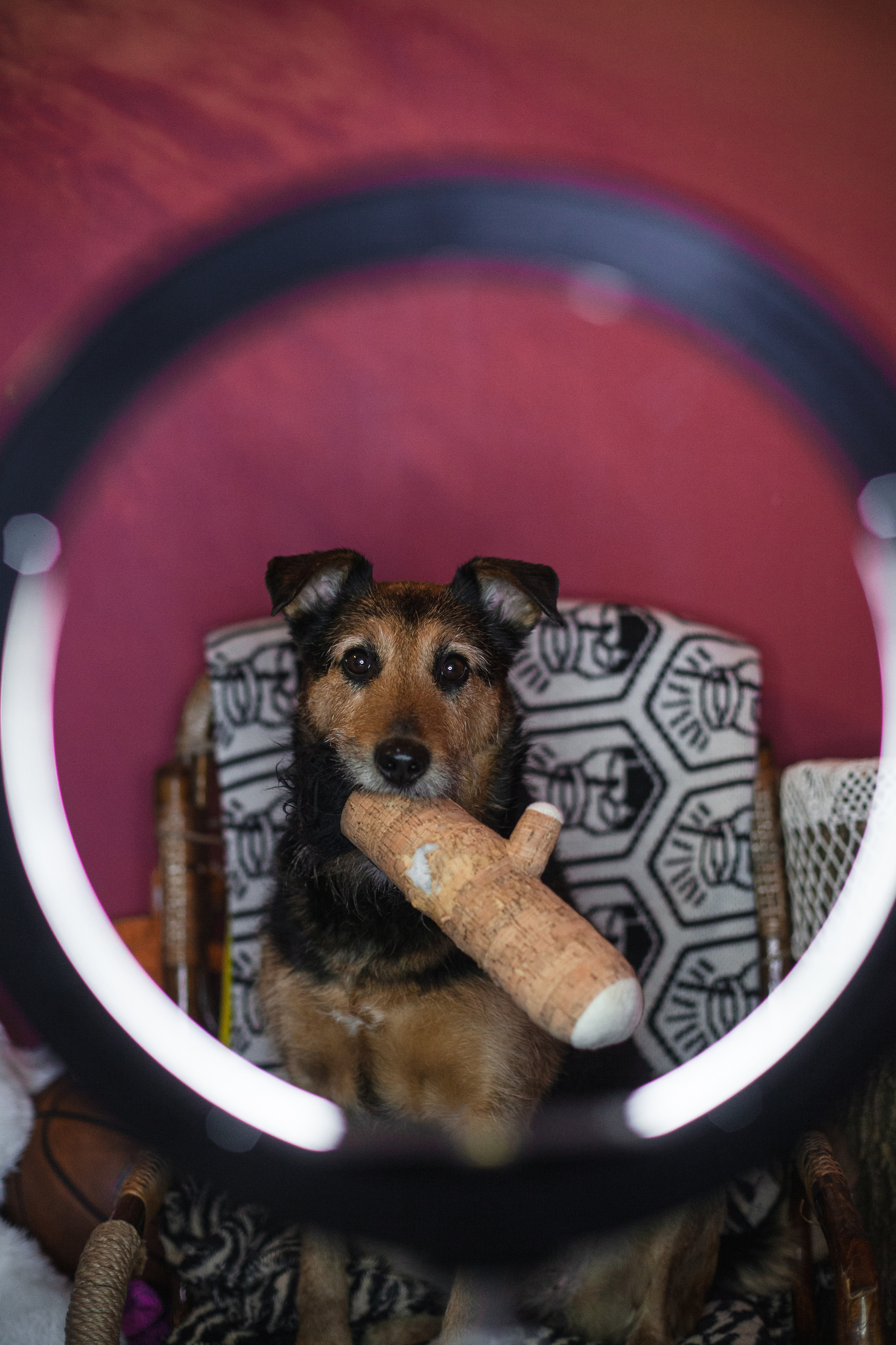 Лиза и Бренда. Фотограф-анималист Татьяна Степанова