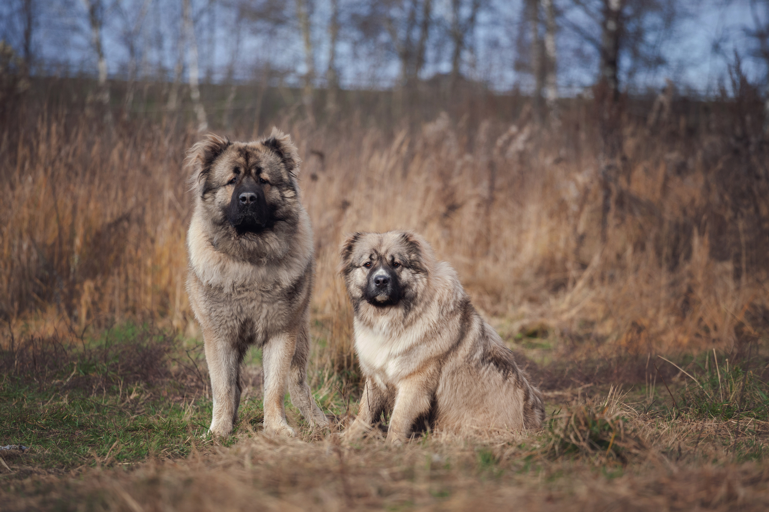 Фонд помощи кавказским овчаркам (Дудусик дог) 2022. Фотограф-анималист Татьяна Степанова