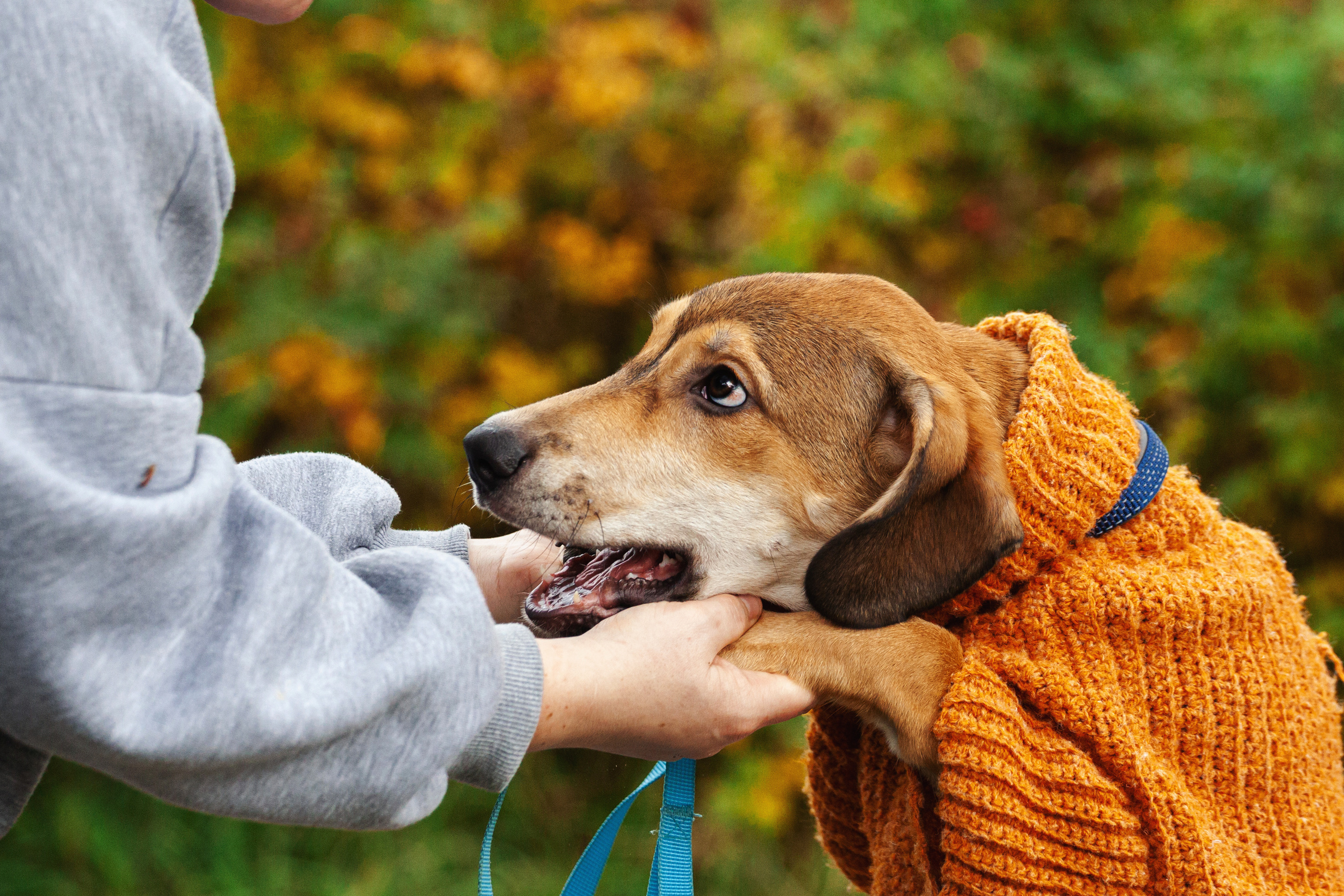 Лукас и Бусинка 2022. Фотограф-анималист Татьяна Степанова