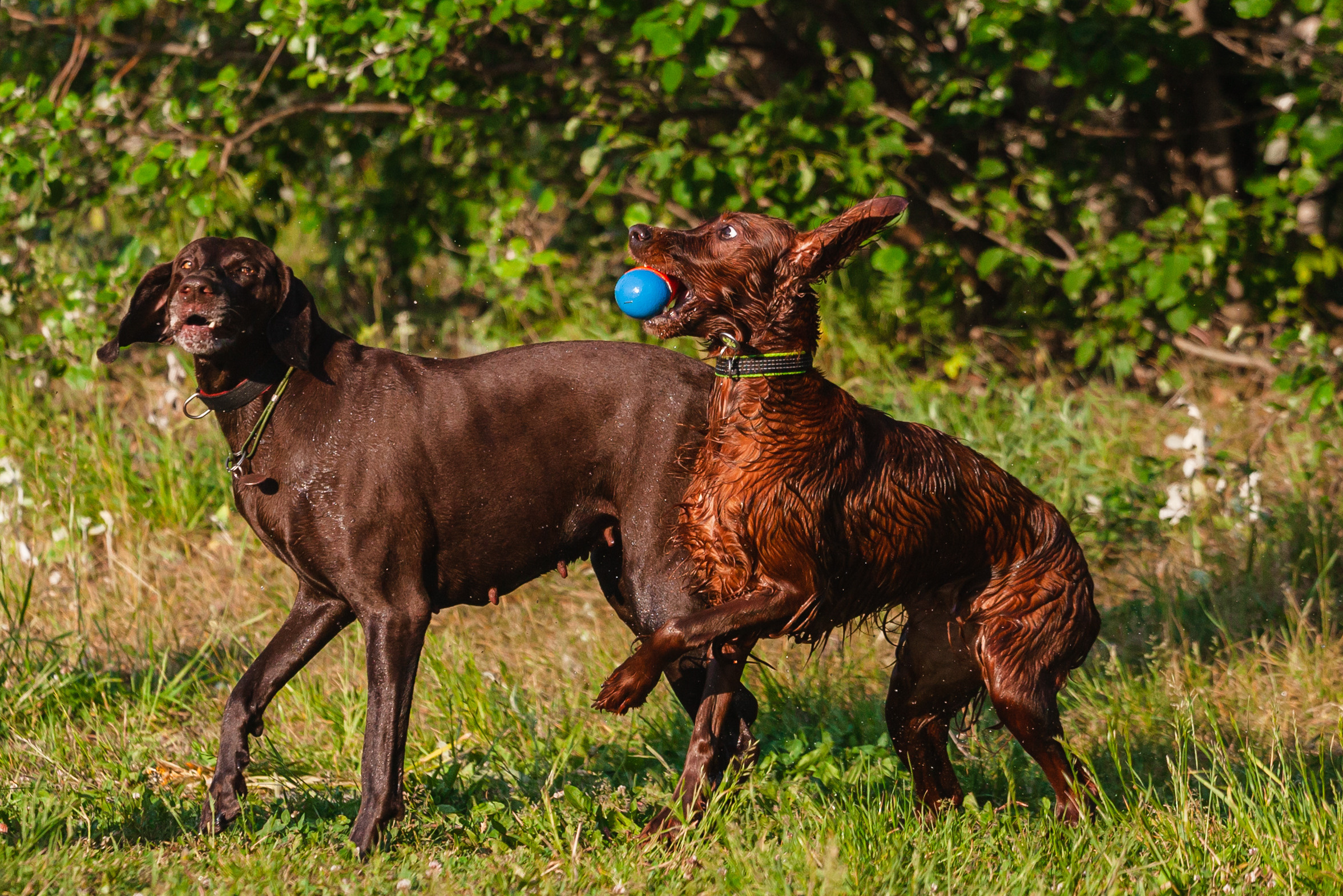 Рассветная съемка в ПКИО Северное Тушино. Фотограф-анималист Татьяна Степанова