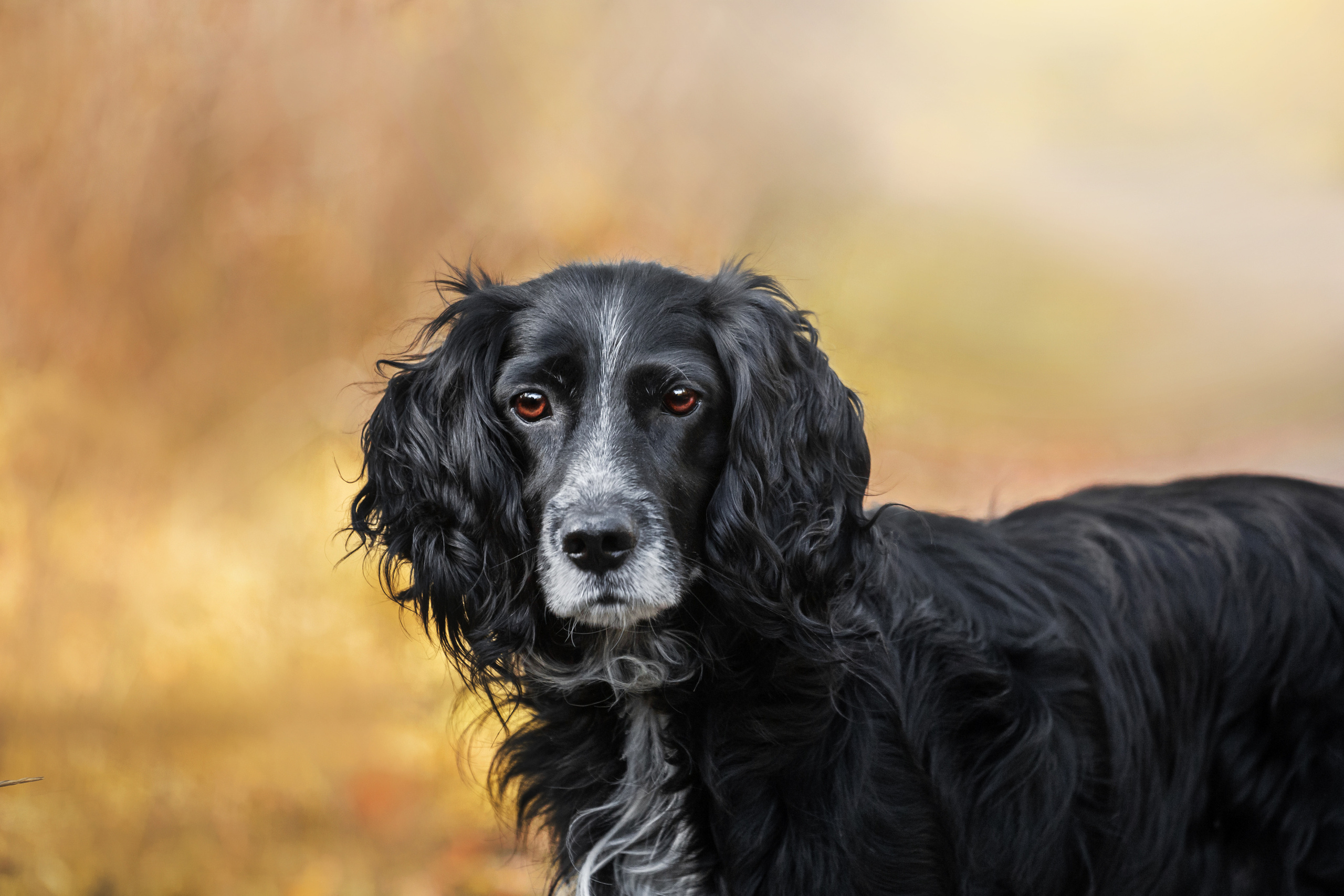 Барон и Лара 2022. Фотограф-анималист Татьяна Степанова