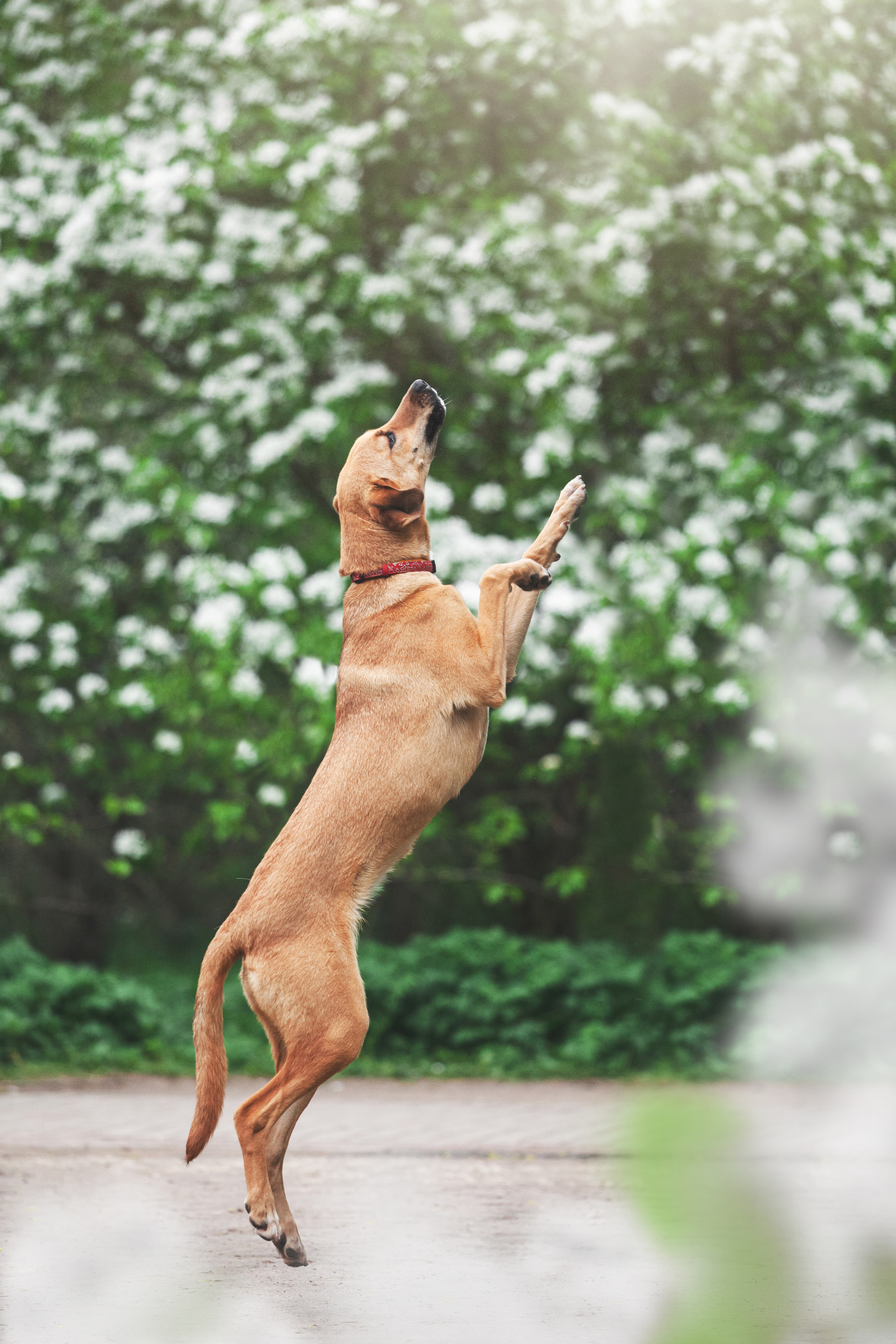 Съемка 3 собак в цветении 2023. Фотограф-анималист Татьяна Степанова