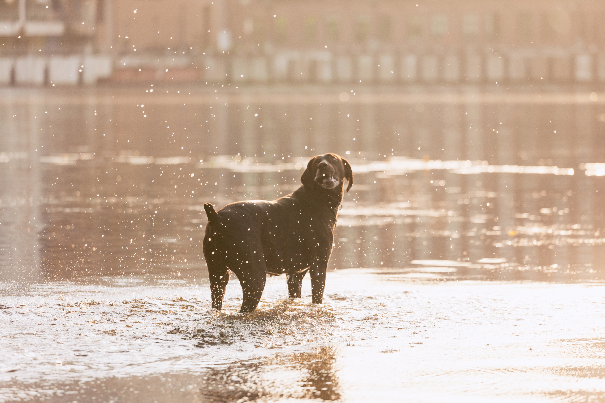 Рассветная съемка в ПКИО Северное Тушино. Фотограф-анималист Татьяна Степанова