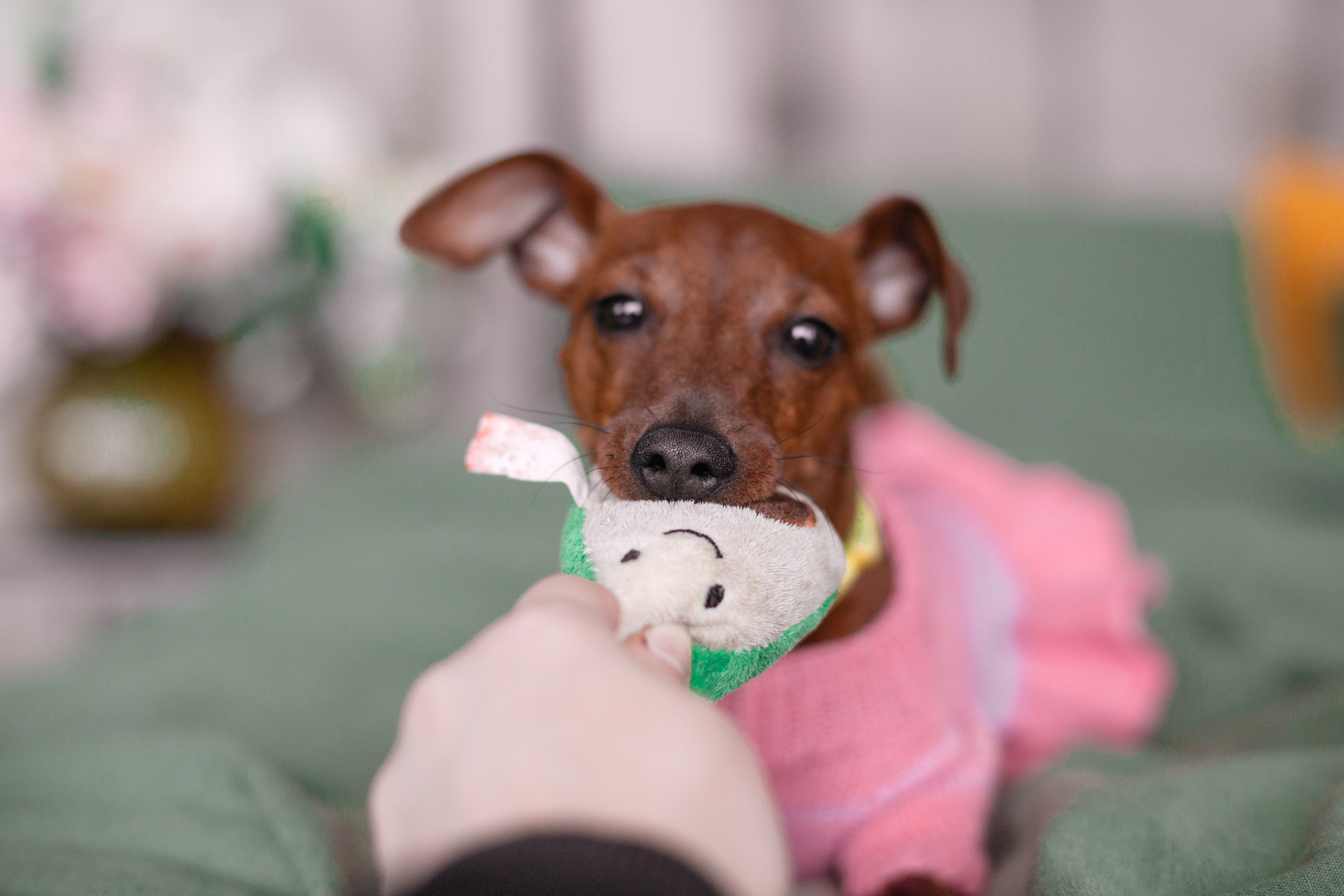 Александра и пинчеры Майя и Джой. Фотограф-анималист Татьяна Степанова