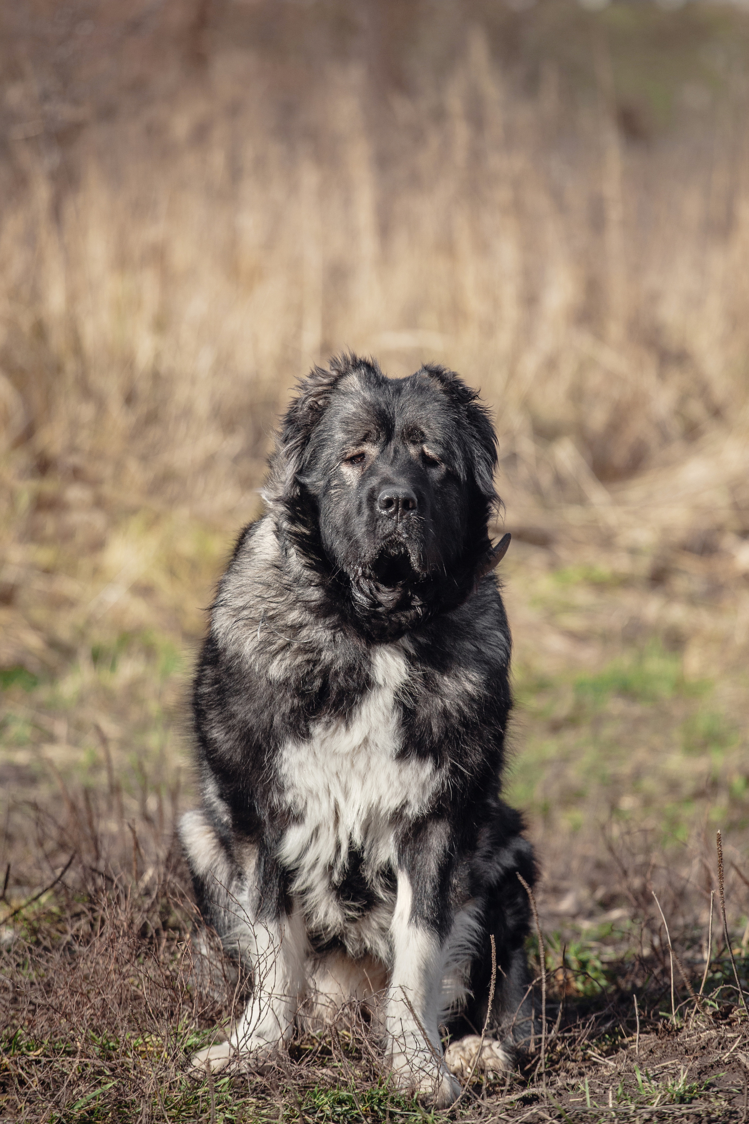 Фонд помощи кавказским овчаркам (Дудусик дог) 2022. Фотограф-анималист Татьяна Степанова