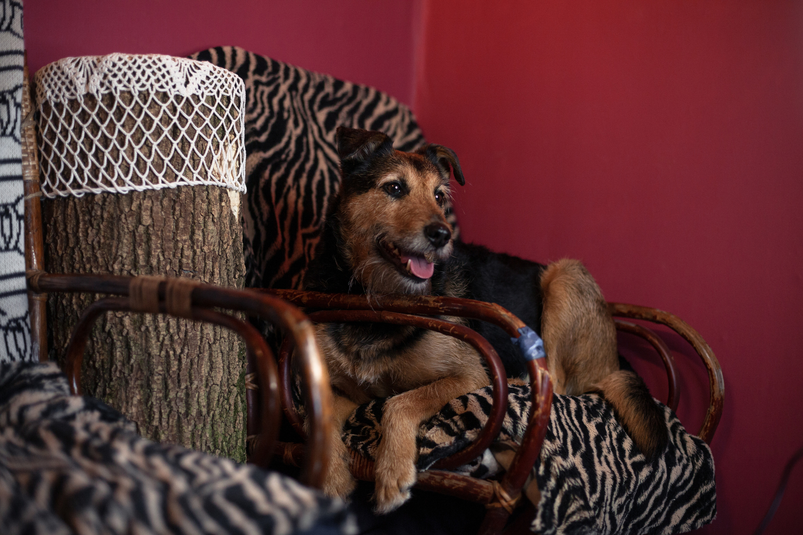 Лиза и Бренда. Фотограф-анималист Татьяна Степанова