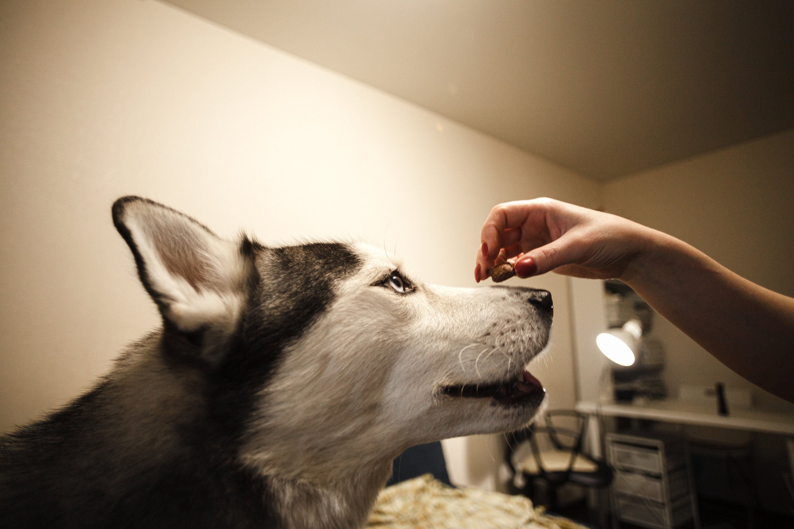 Киба и Аки. Фотограф-анималист Татьяна Степанова