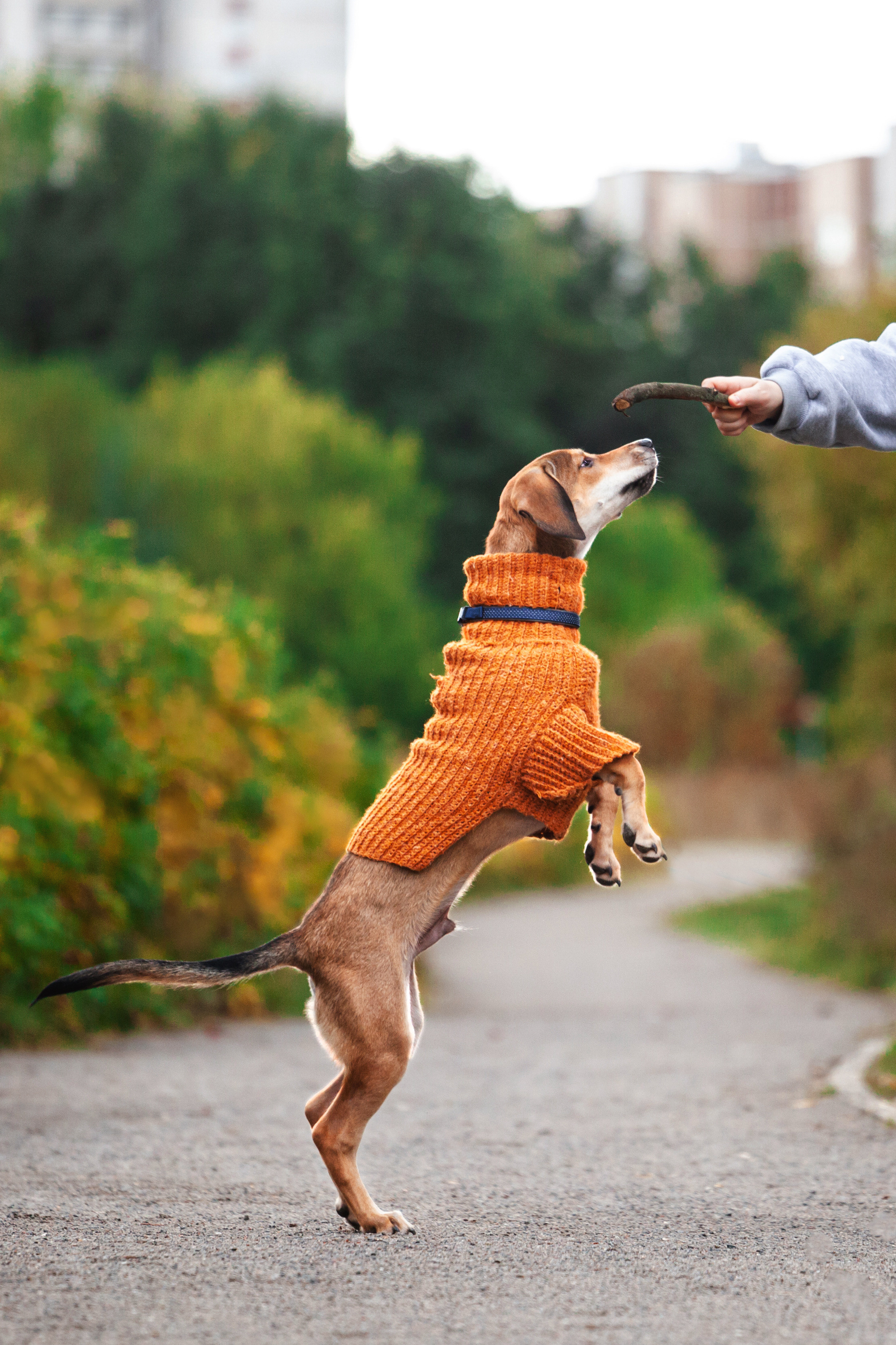 Лукас и Бусинка 2022. Фотограф-анималист Татьяна Степанова
