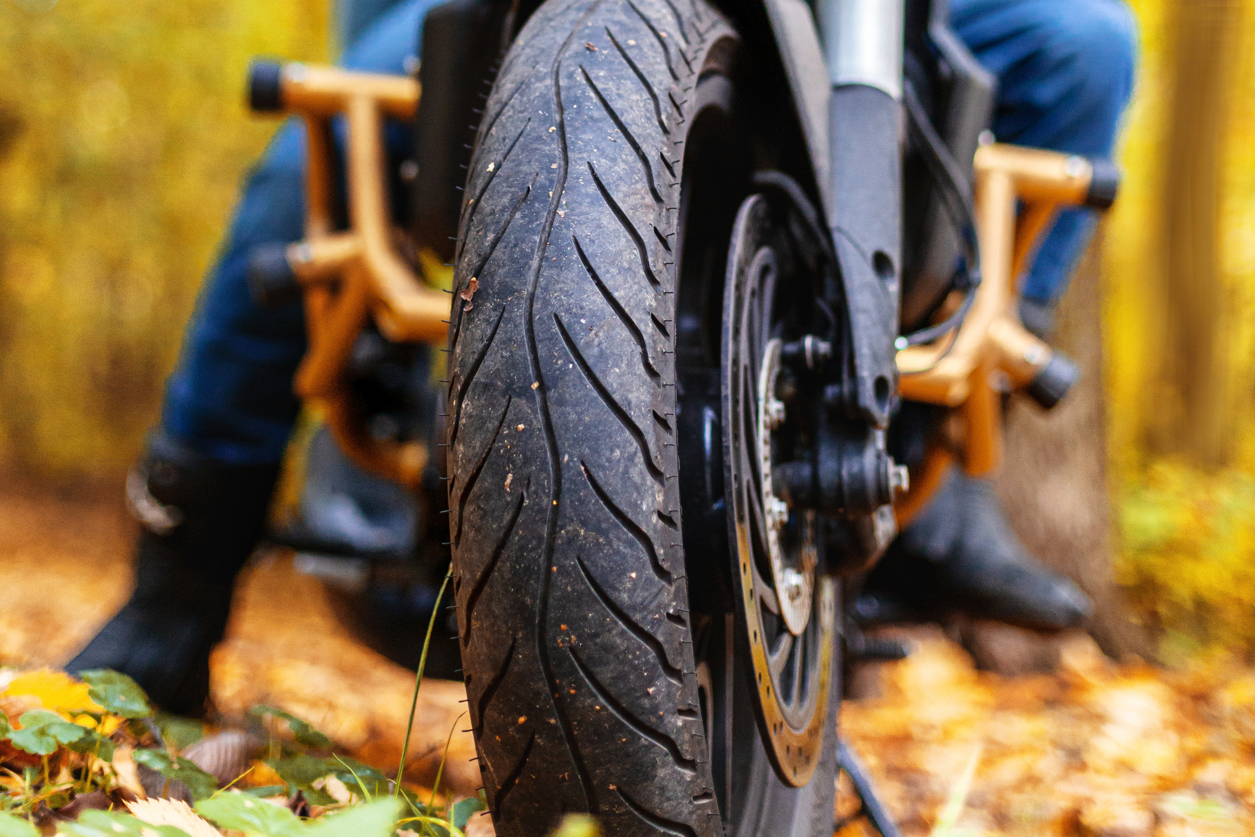 Кристина и Олег в Алешкинском лесопарке. Фотограф-анималист Татьяна Степанова