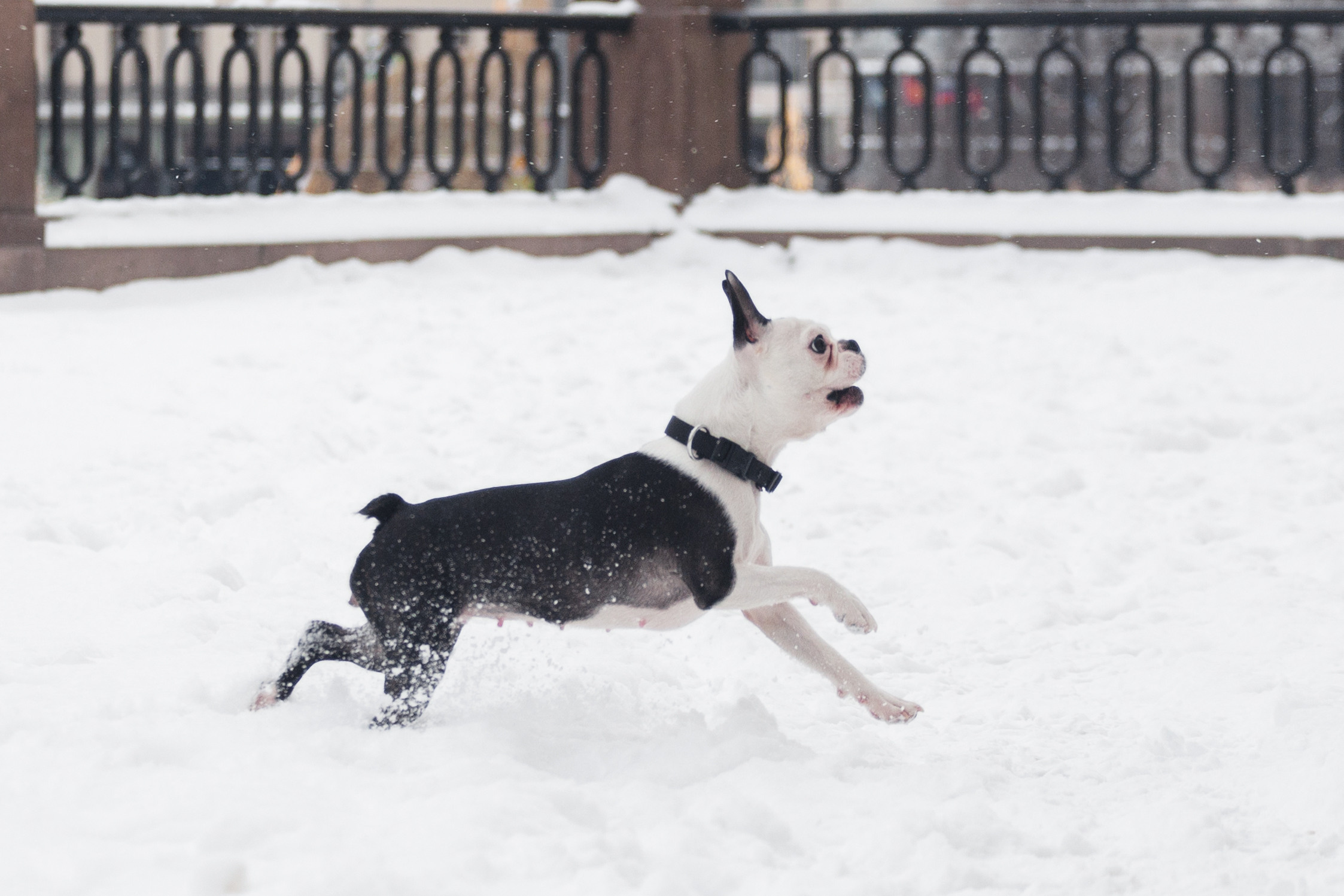 Василиса и Мира Кузнецкий мост. Фотограф-анималист Татьяна Степанова