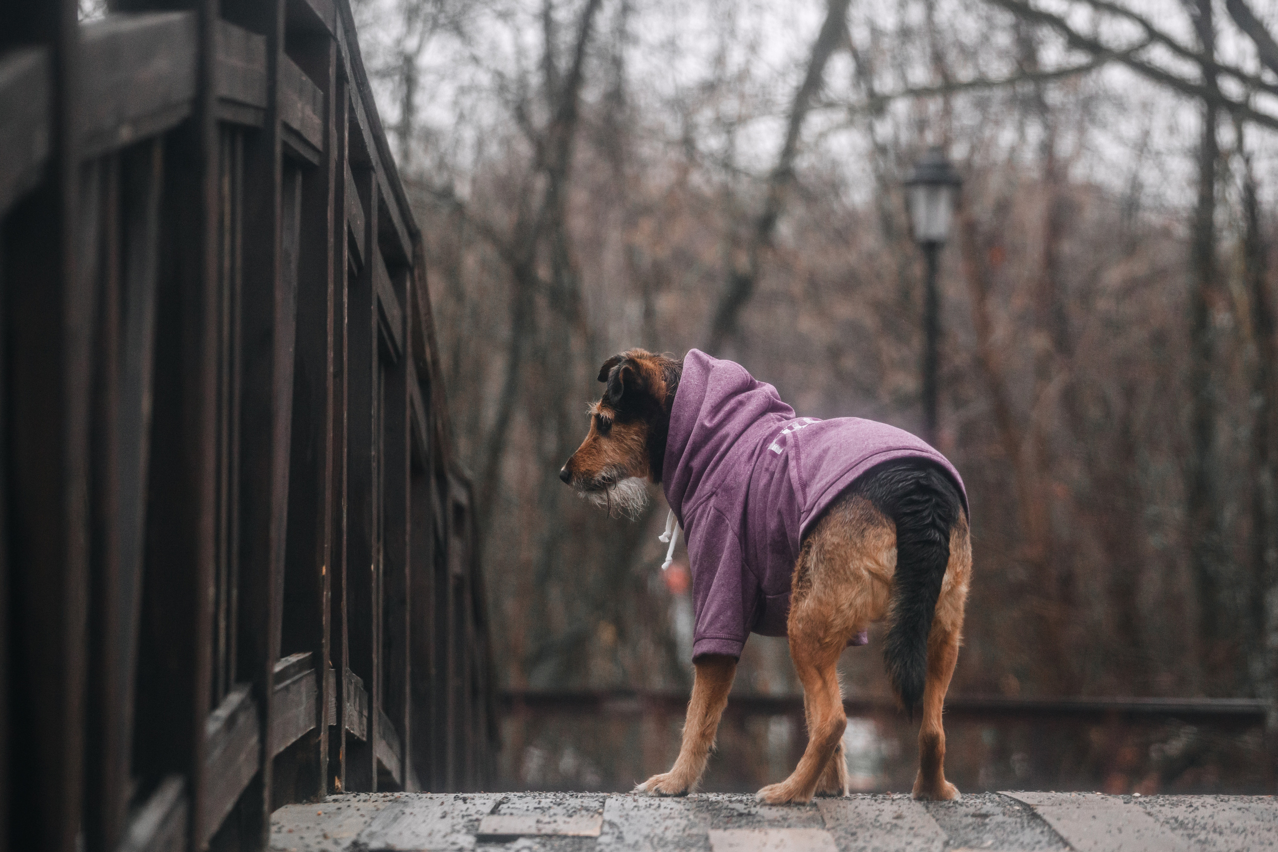 Лиза и Бренда. Фотограф-анималист Татьяна Степанова