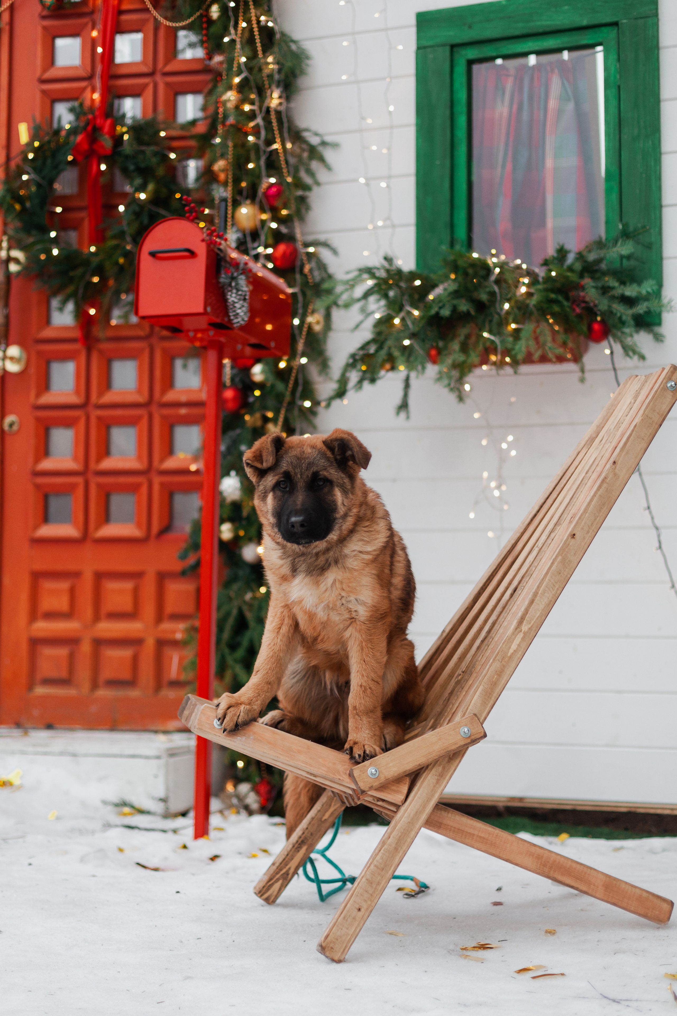 Новогодняя серия с ретромашиной. Фотограф-анималист Татьяна Степанова