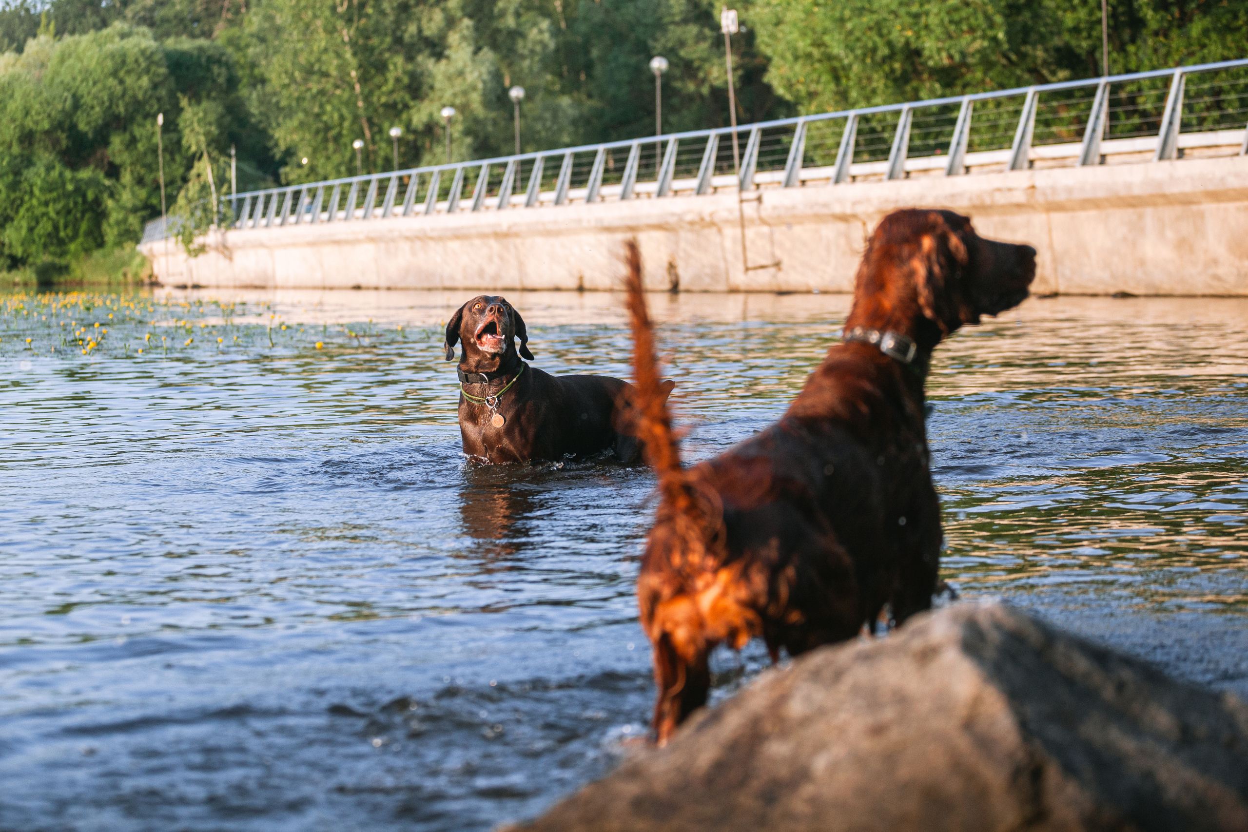 Рассветная съемка в ПКИО Северное Тушино. Фотограф-анималист Татьяна Степанова