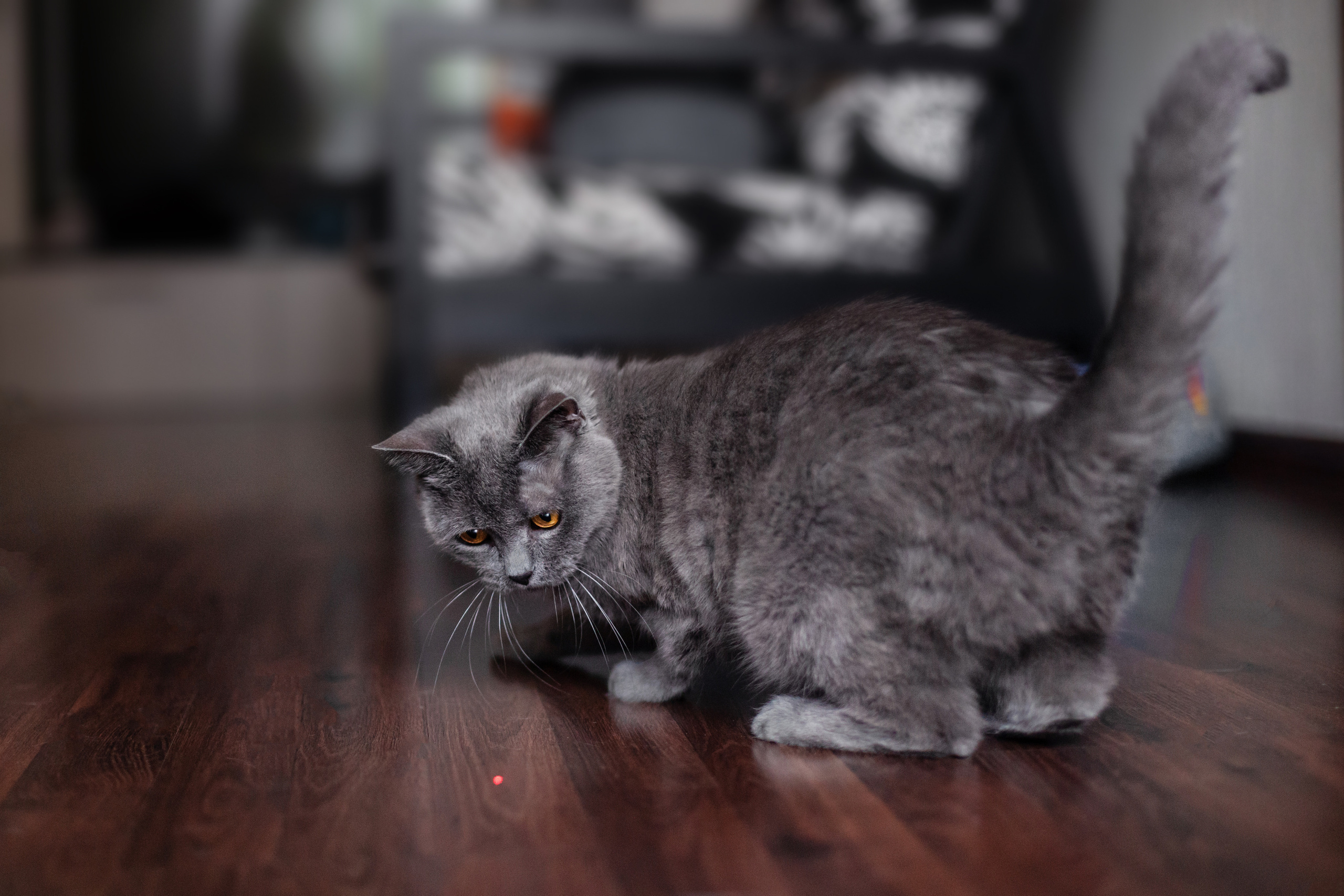 Кристи 2022. Фотограф-анималист Татьяна Степанова