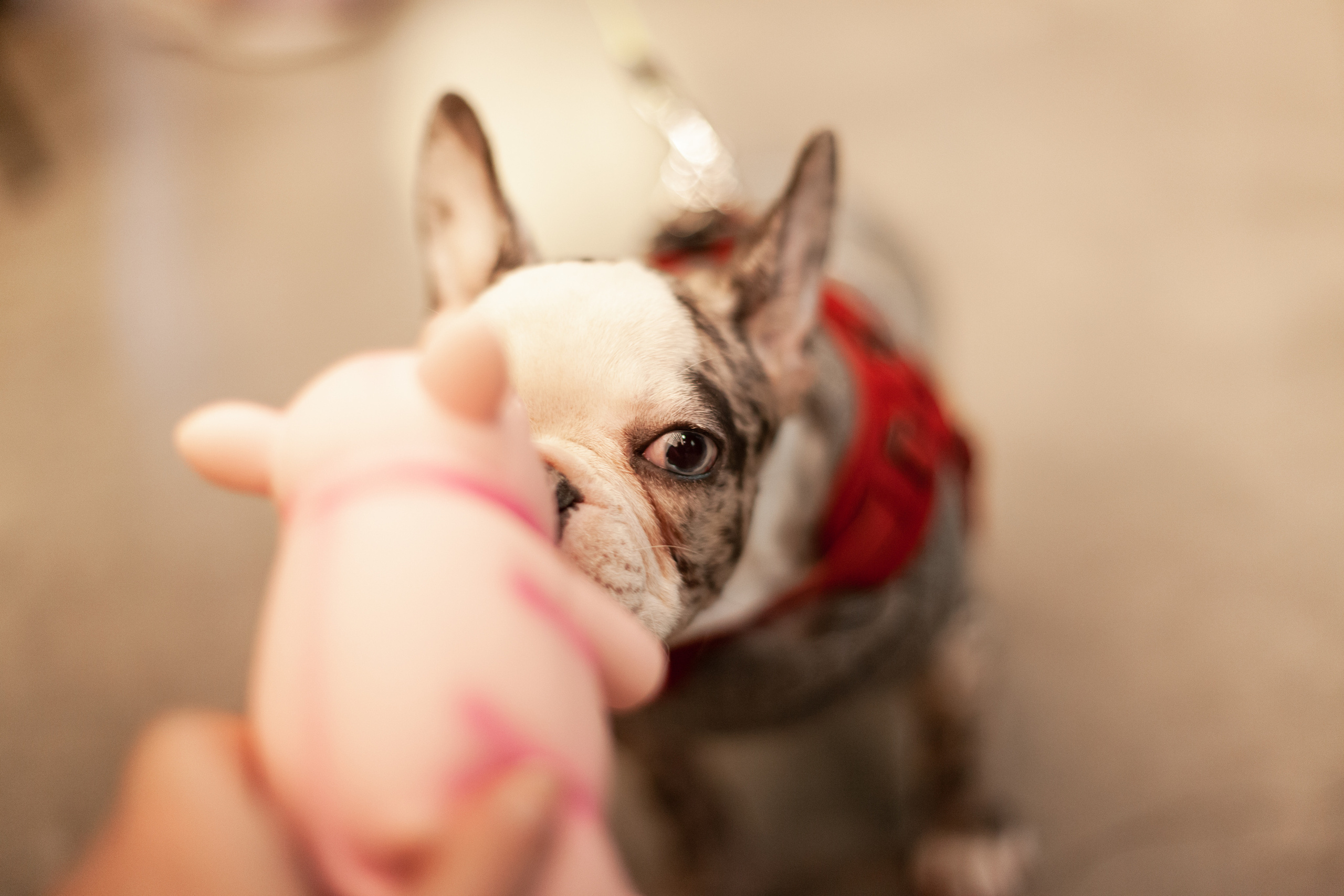 Бульелка 2022. Фотограф-анималист Татьяна Степанова