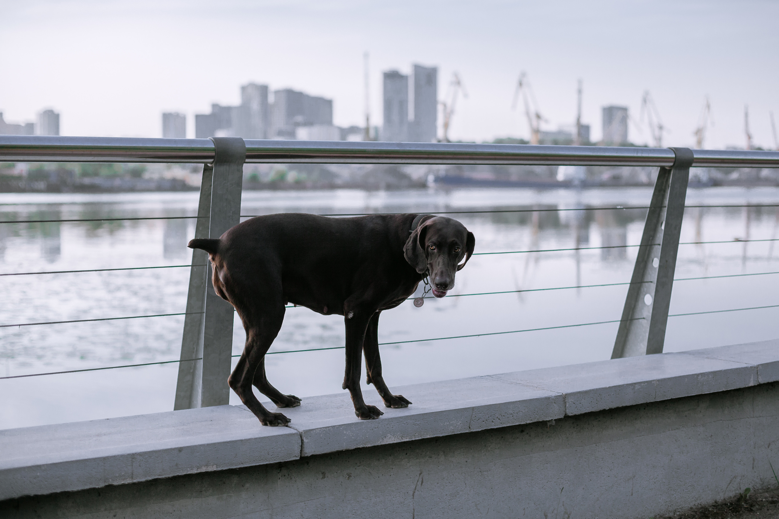 Рассветная съемка в ПКИО Северное Тушино. Фотограф-анималист Татьяна Степанова