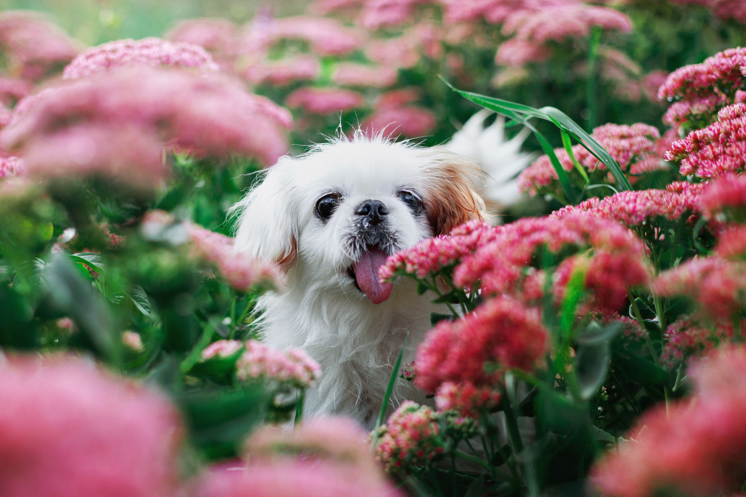 Лукас и Бусинка 2022. Фотограф-анималист Татьяна Степанова