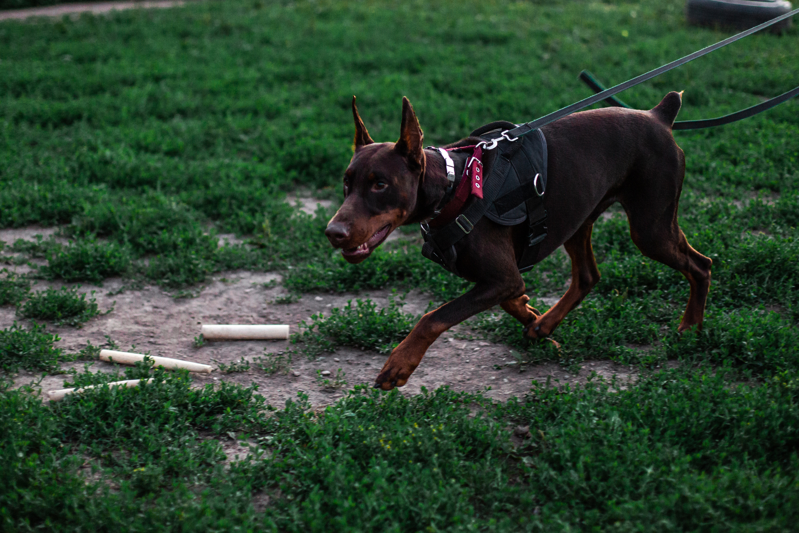 Занятие ЗКС+Выборка 2022. Фотограф-анималист Татьяна Степанова